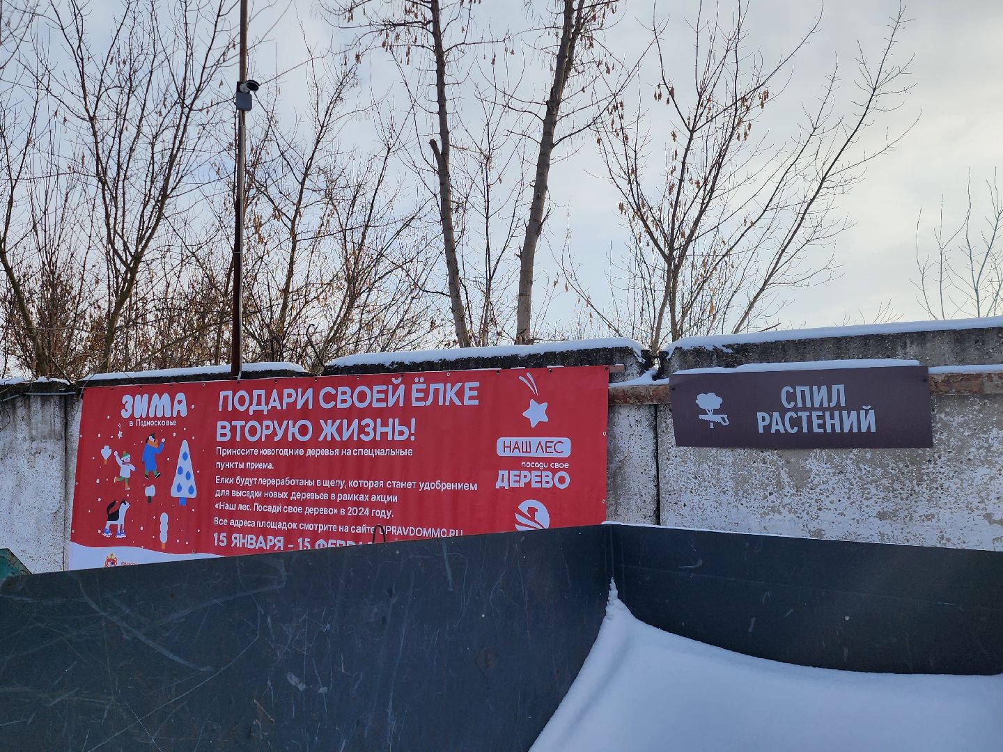 подари своей елке вторую жизнь, экология, экологическая акция, Серебряные Пруды, Узуново, Успенский,