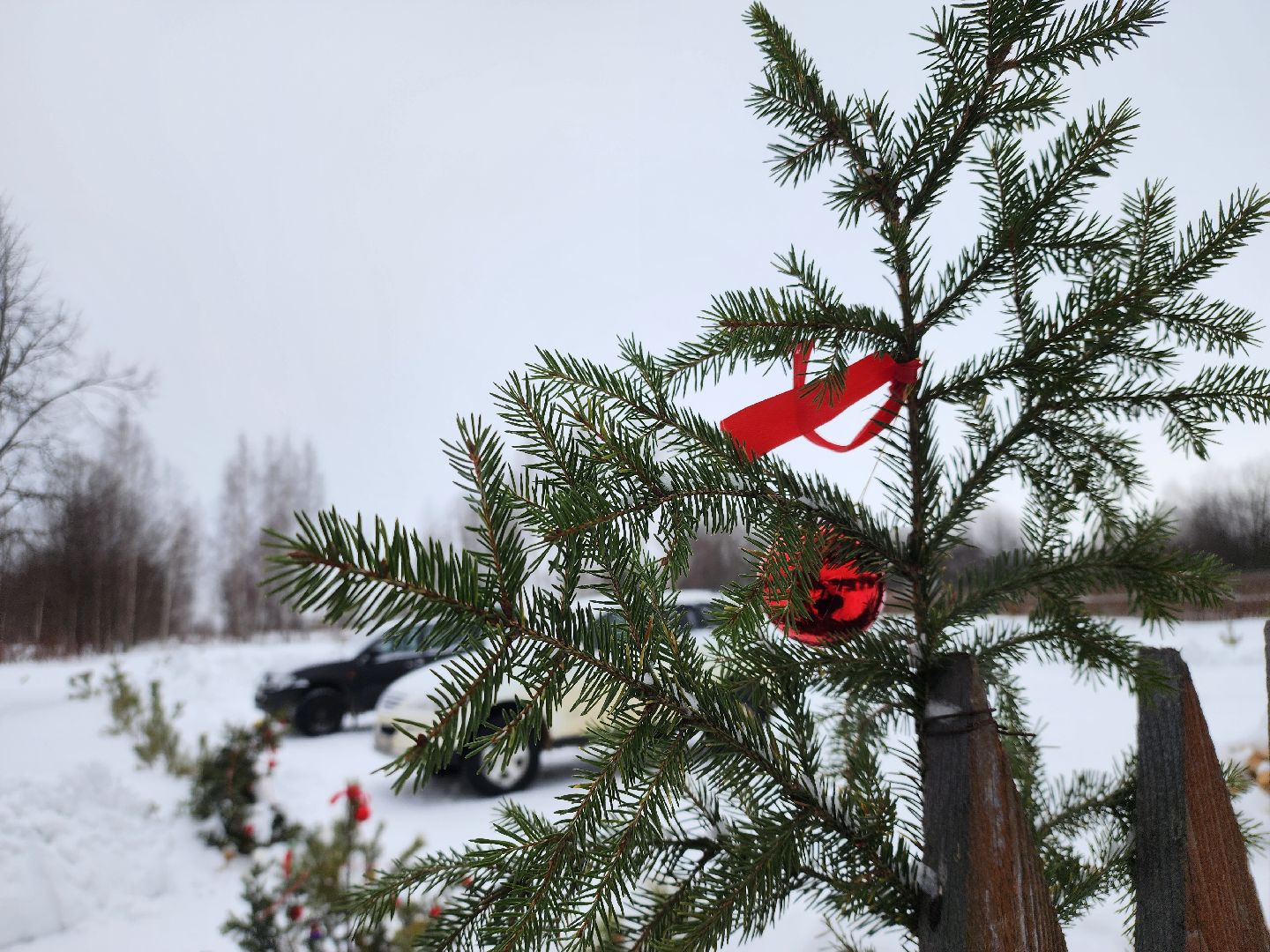 подари своей елке вторую жизнь, экология, экологическая акция, Серебряные Пруды, Узуново, Успенский,