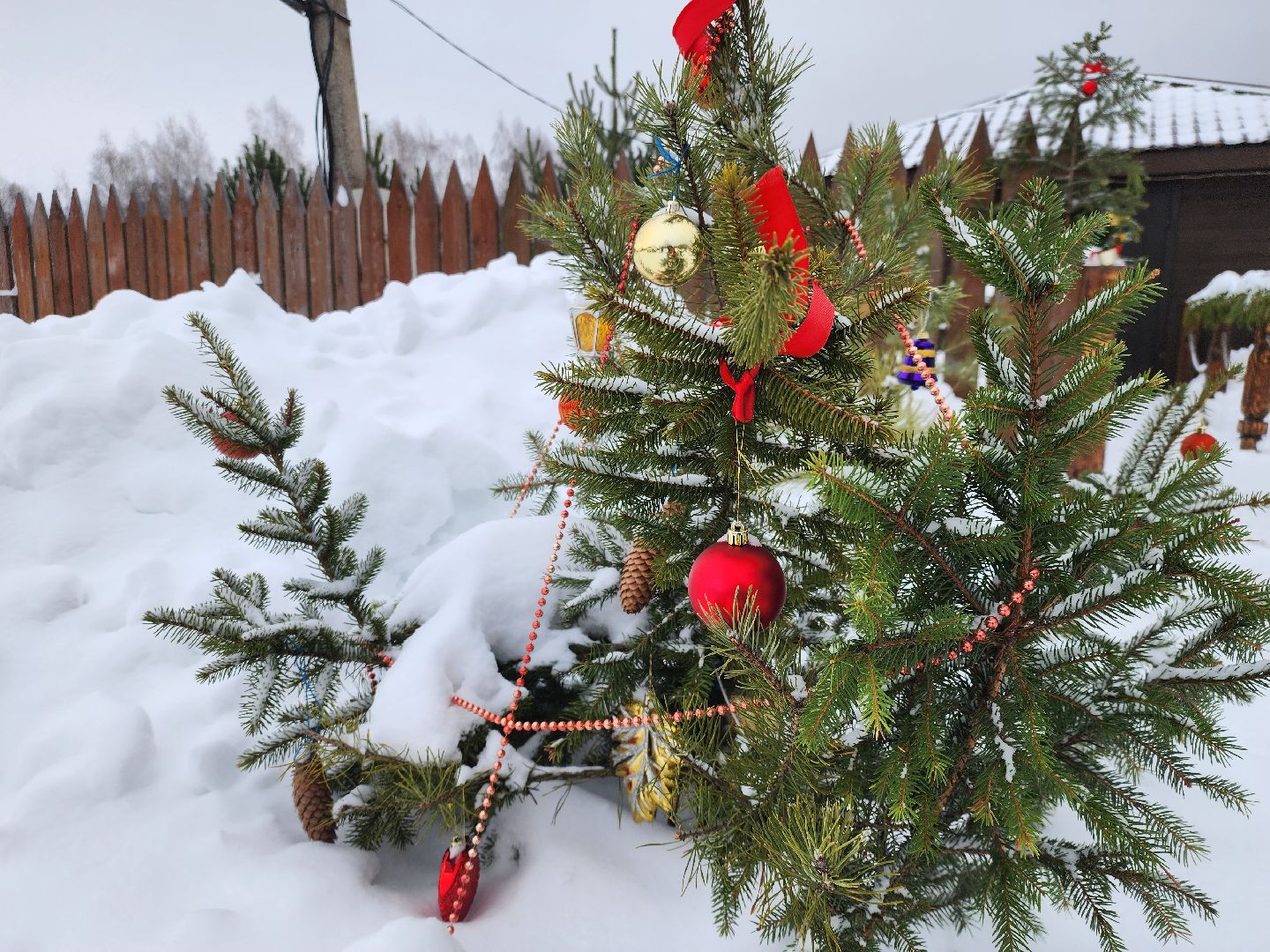 подари своей елке вторую жизнь, экология, экологическая акция, Серебряные Пруды, Узуново, Успенский,