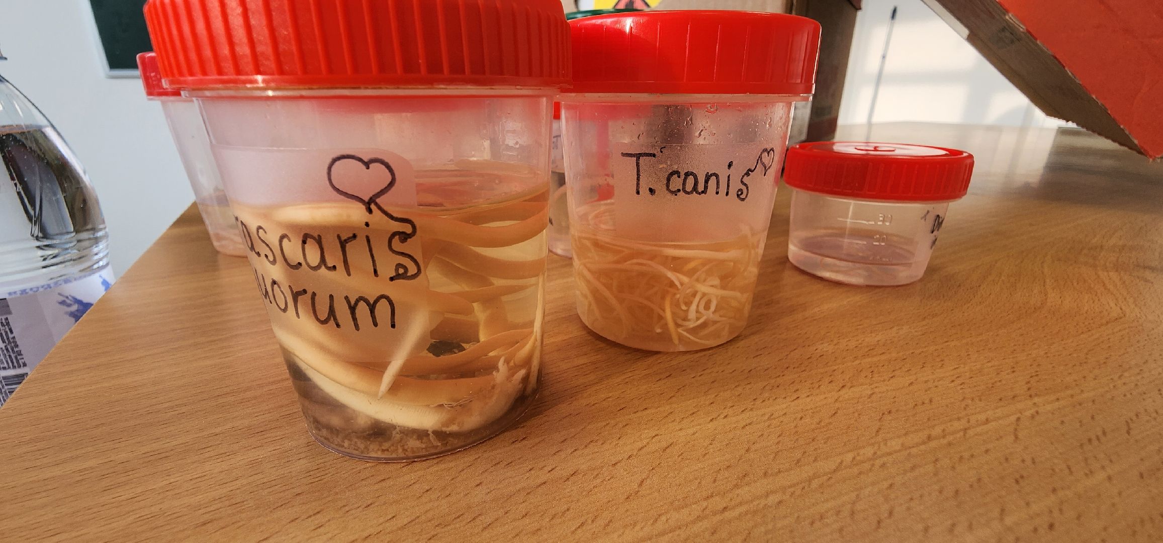 Коломна, коломенский аграрный колледж, паразитология, безопасность,