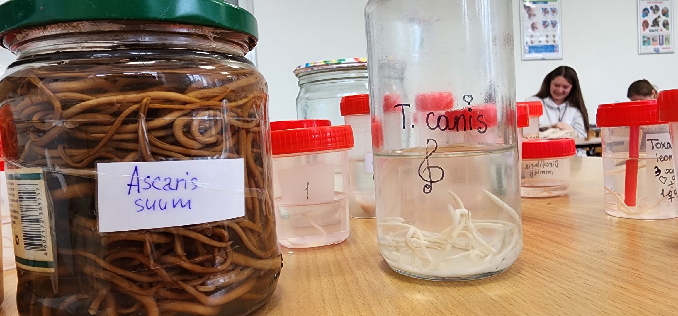 Коломна, коломенский аграрный колледж, паразитология, безопасность,