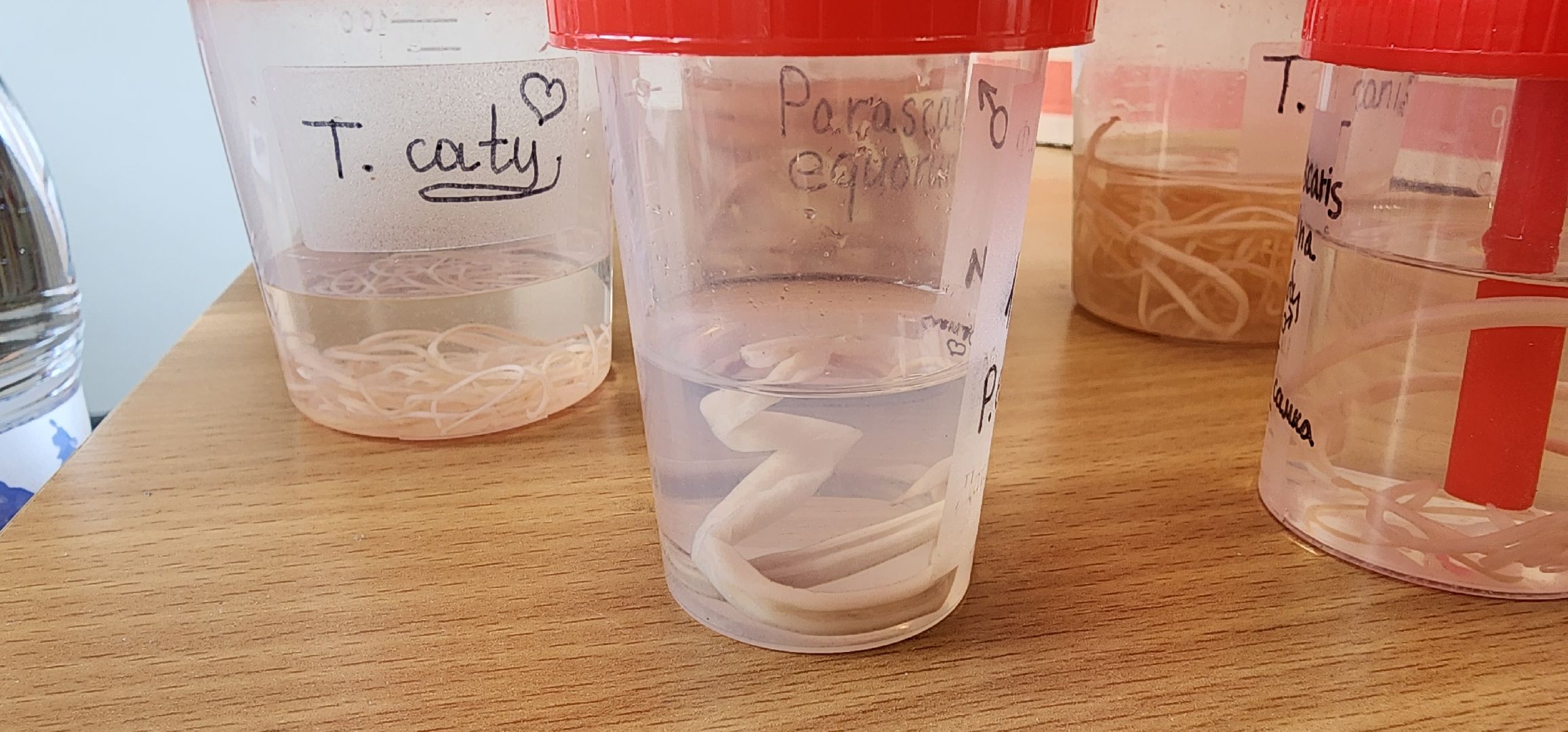 Коломна, коломенский аграрный колледж, паразитология, безопасность,