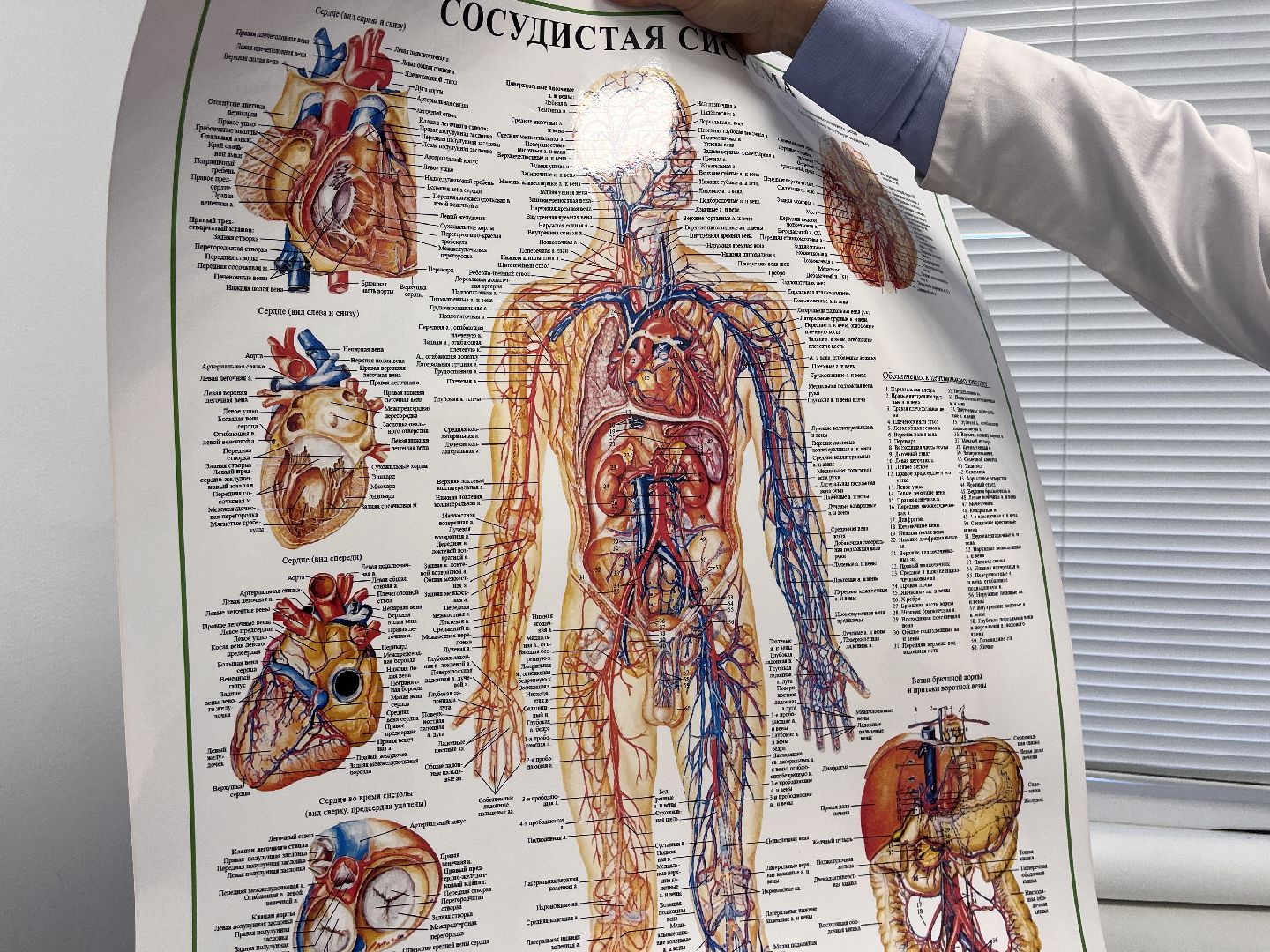 шаховская, узи, больница, врач,