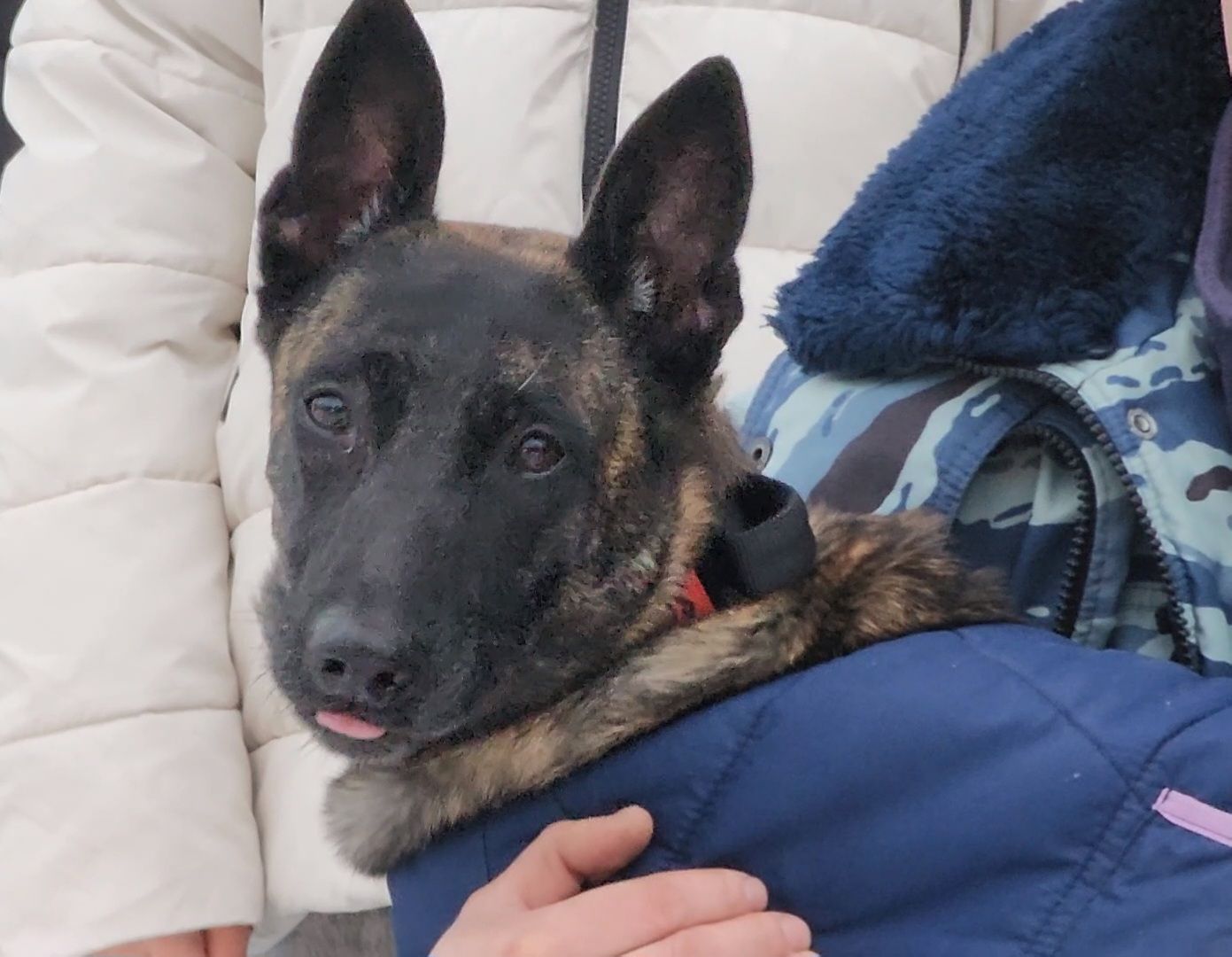 день открытых дверей, мвд россии, госавтоинспекция, дубна,