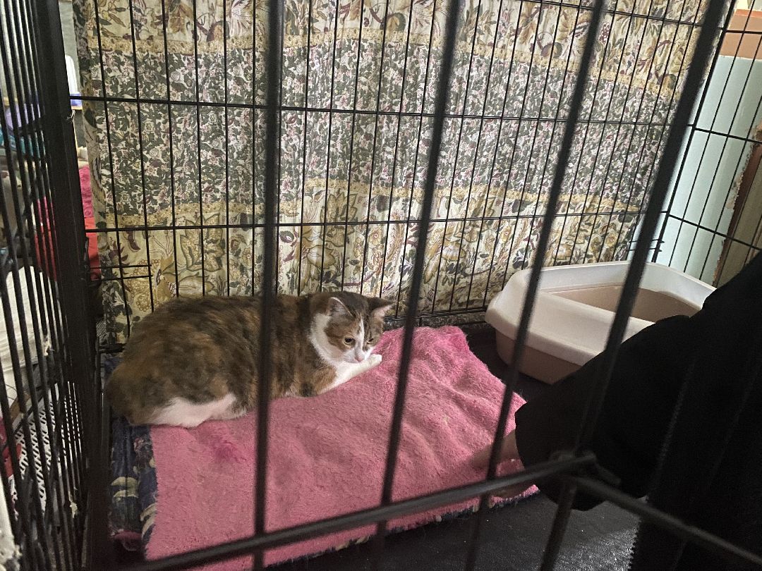 Долгопрудный, общество