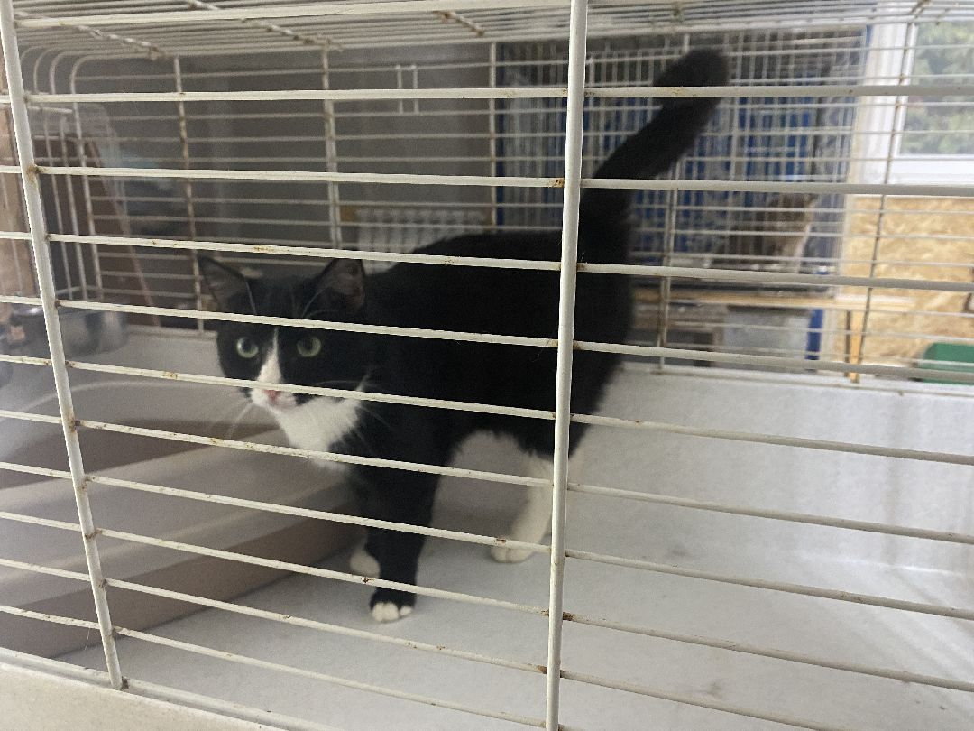 Долгопрудный, общество