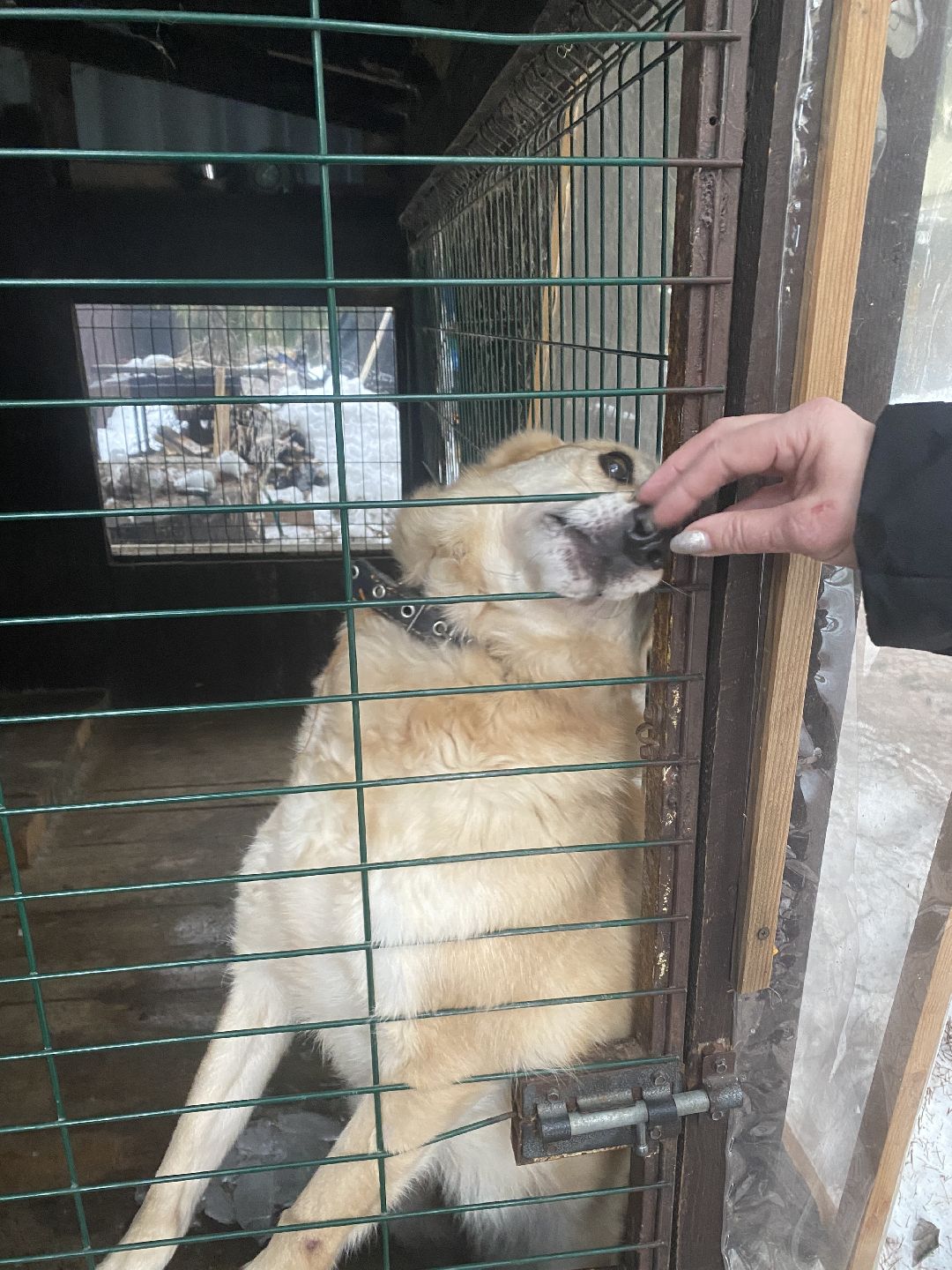 Долгопрудный, общество