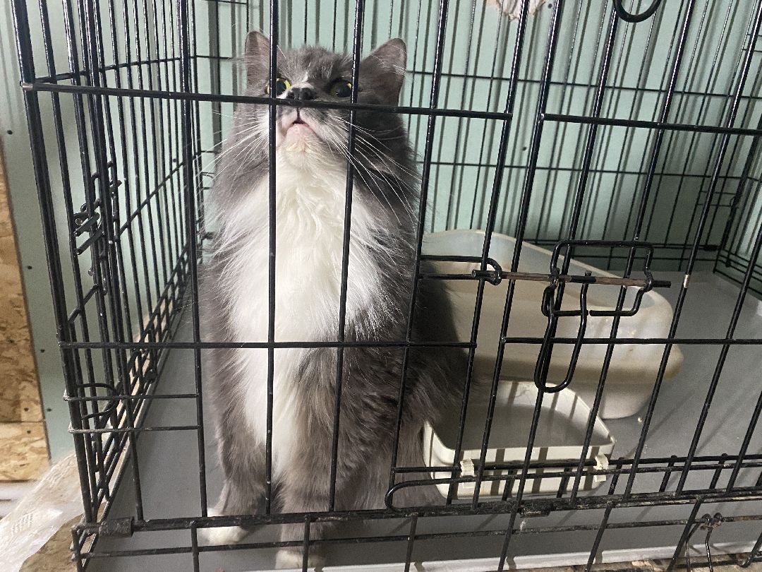 Долгопрудный, общество