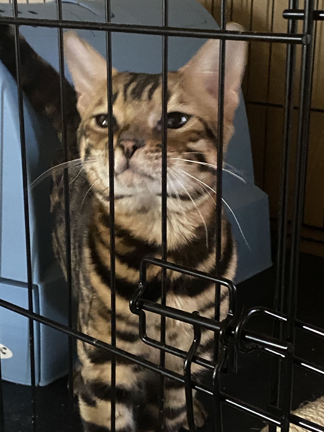 Долгопрудный, общество