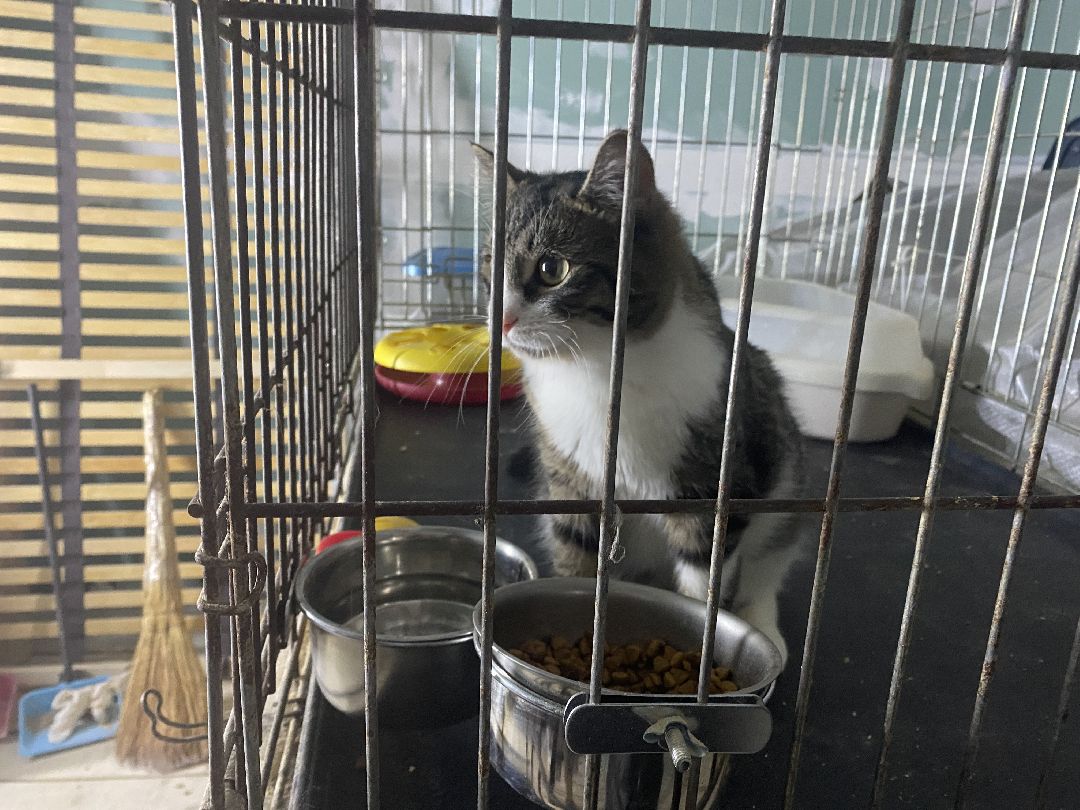 Долгопрудный, общество