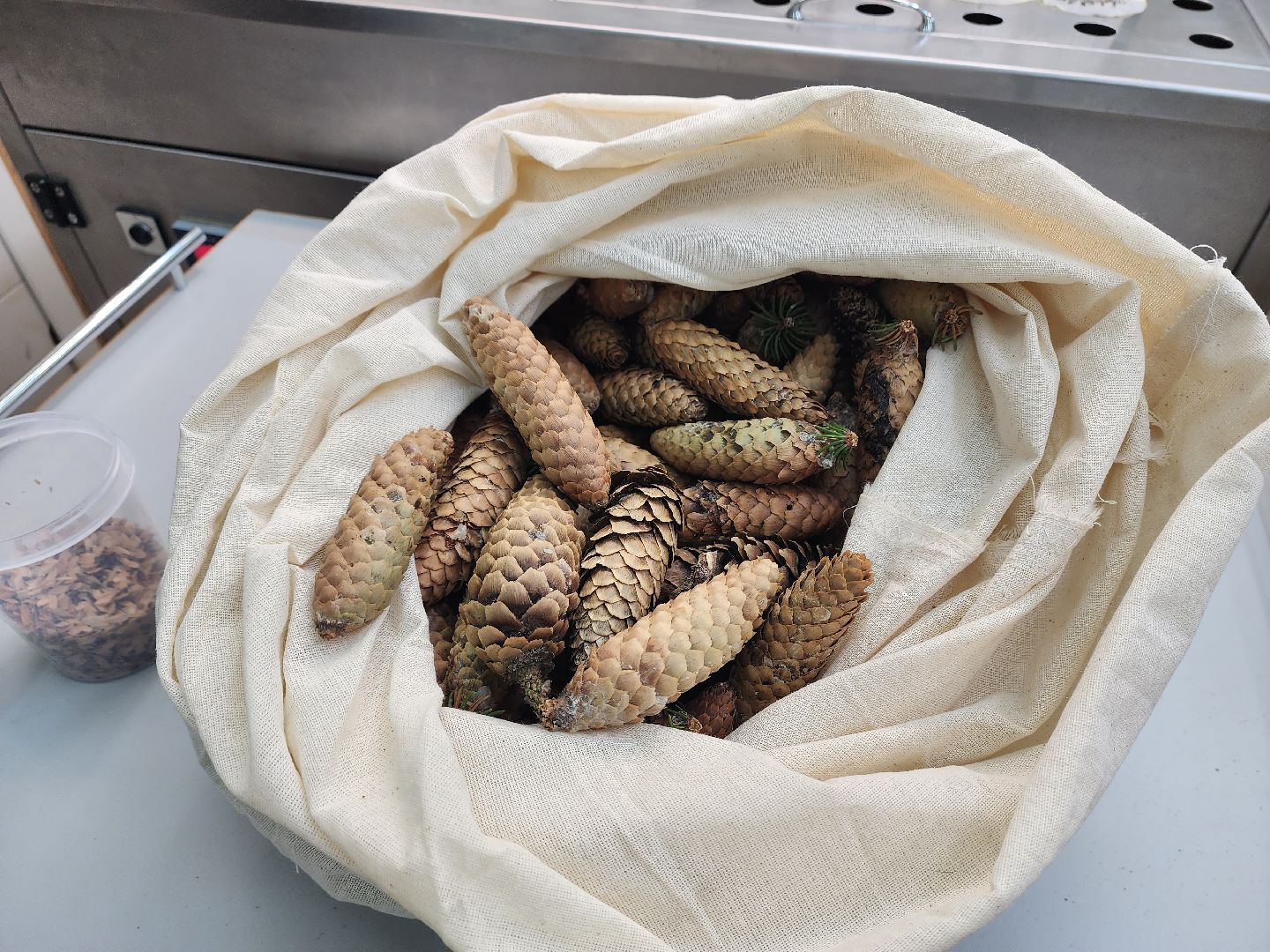 пушкино, лесопитомник, ель, кремль, новогодняя елка, волонтеры,