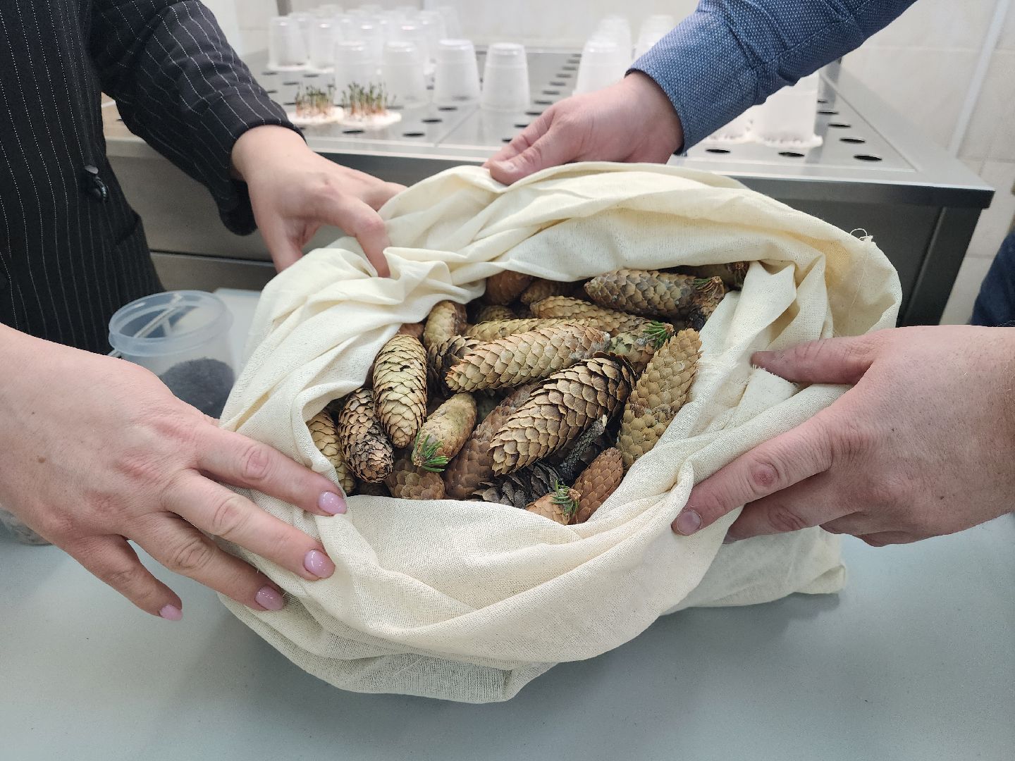 пушкино, лесопитомник, ель, кремль, новогодняя елка, волонтеры,