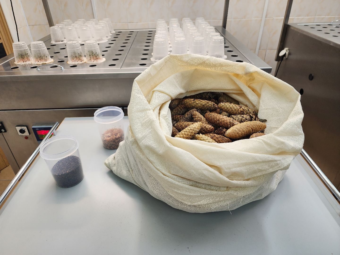 пушкино, лесопитомник, ель, кремль, новогодняя елка, волонтеры,