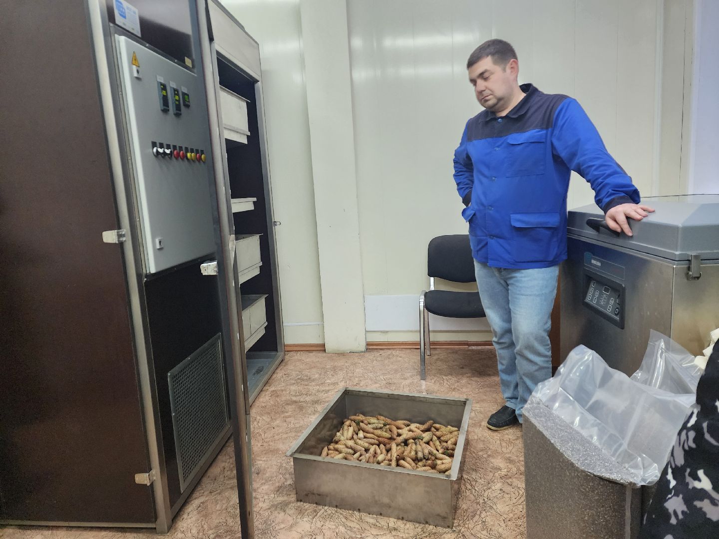 пушкино, лесопитомник, ель, кремль, новогодняя елка, волонтеры,