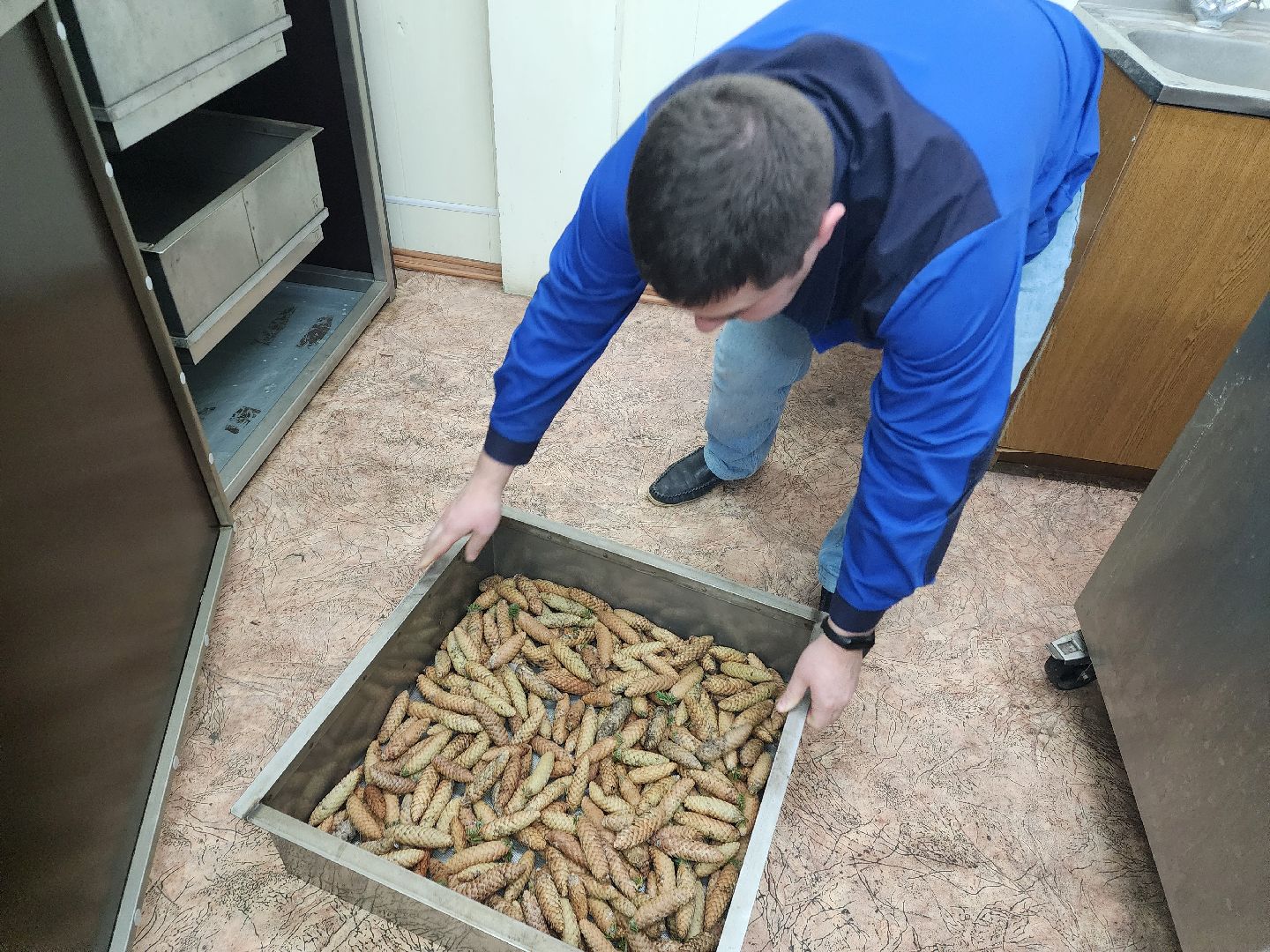 пушкино, лесопитомник, ель, кремль, новогодняя елка, волонтеры,