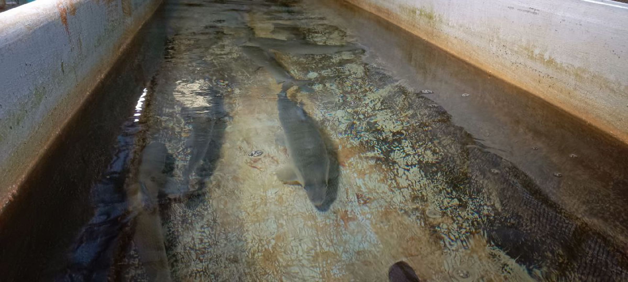 Дмитров, Рыбное, ВНИИПРХ, ВНИРО,