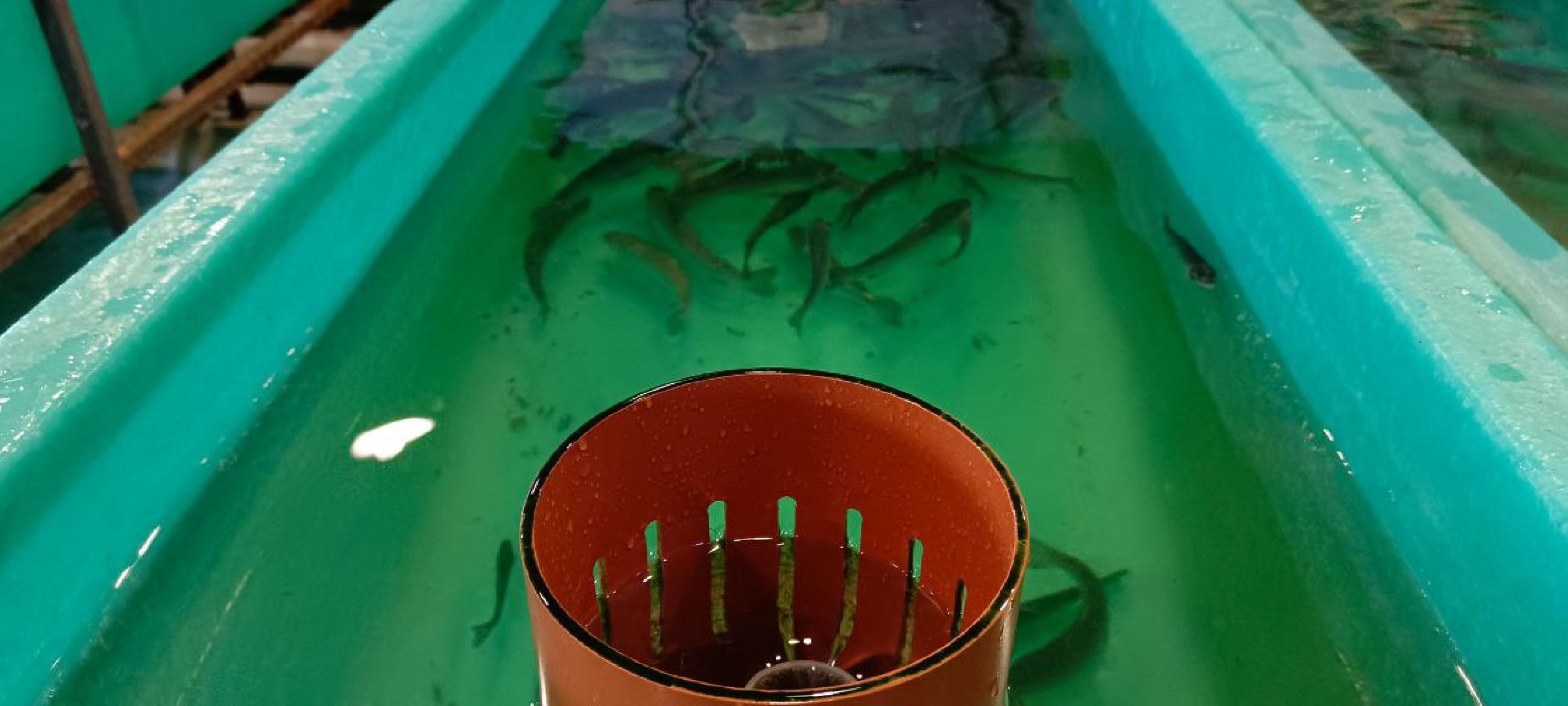 Дмитров, Рыбное, ВНИИПРХ, ВНИРО,