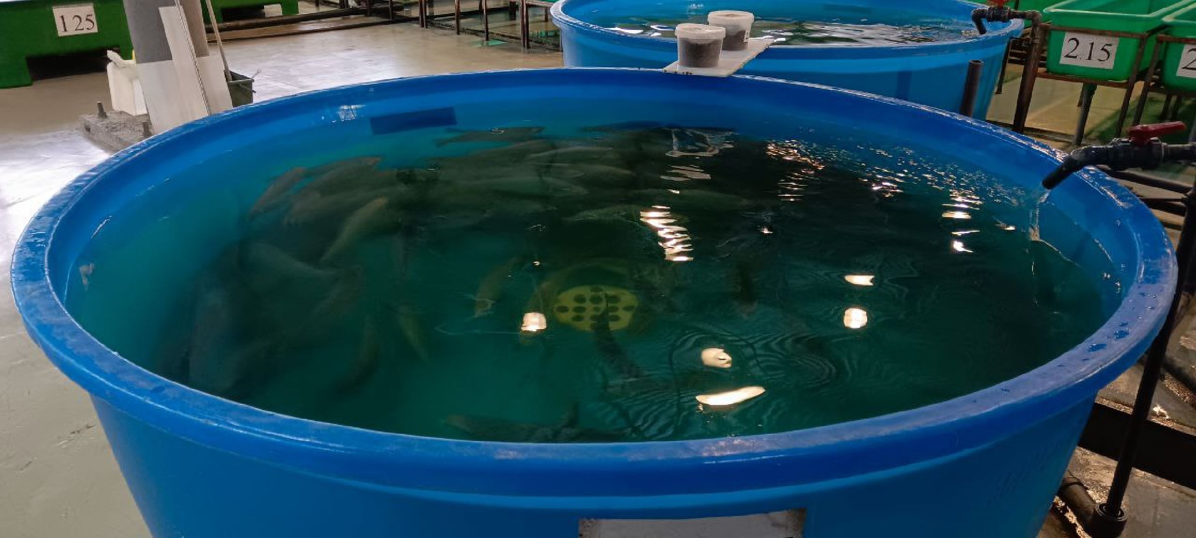 Дмитров, Рыбное, ВНИИПРХ, ВНИРО,