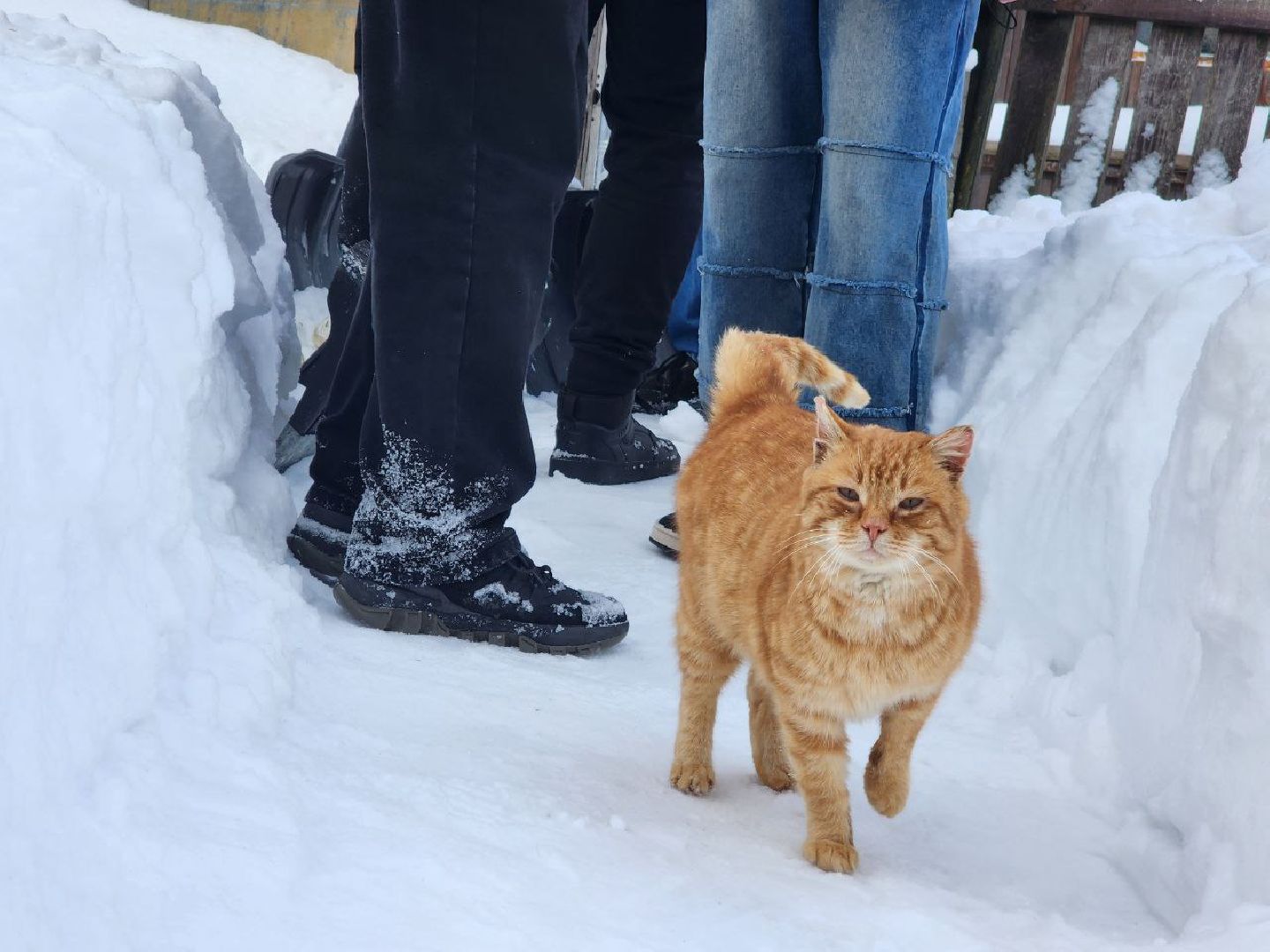 можайск, можайский городской округ, подмосковье, волонтеры подмосковья, жители, помощь, СВО, семьи участников СВО,