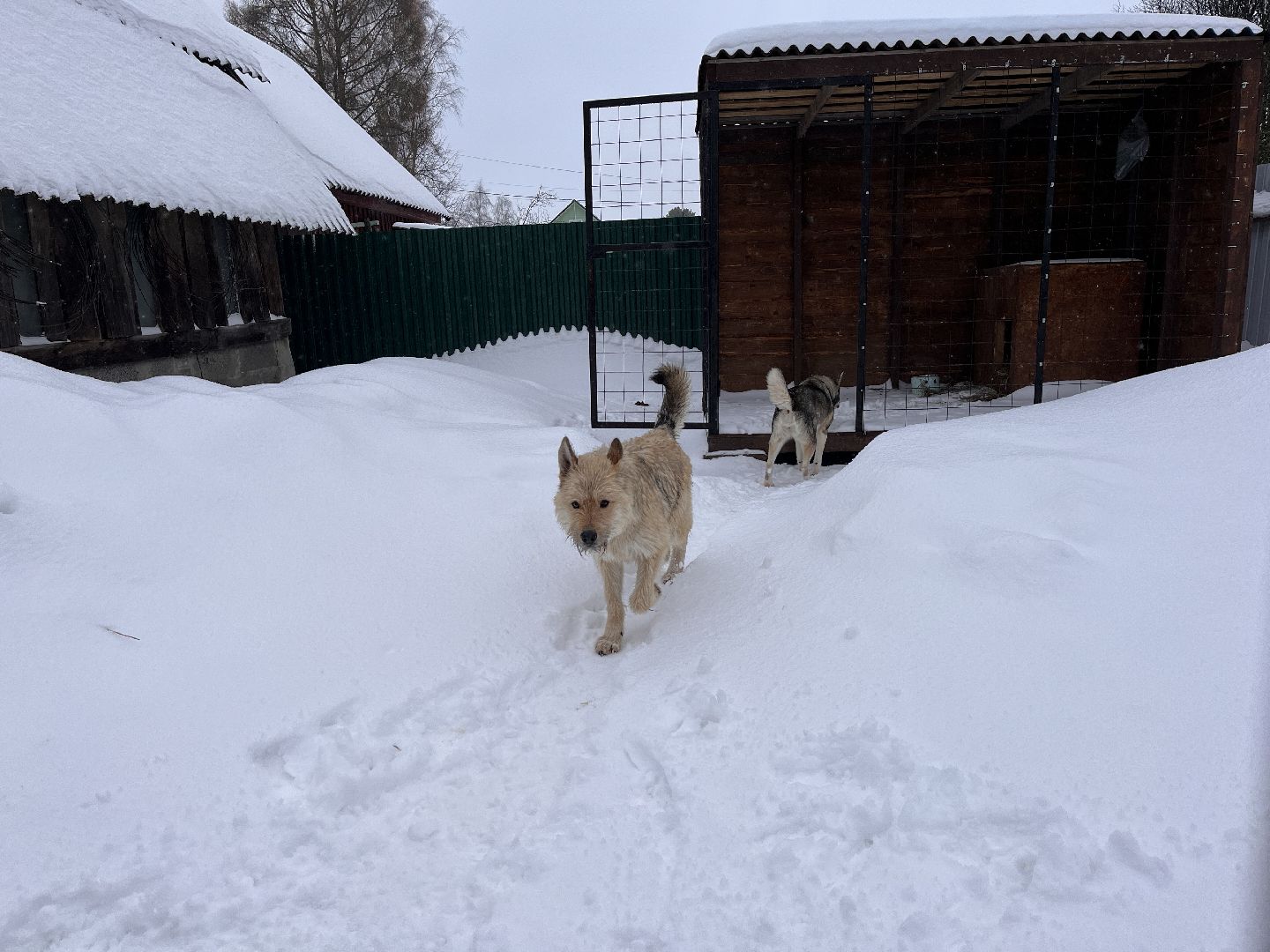 волонтер, щенок, спасение животных,