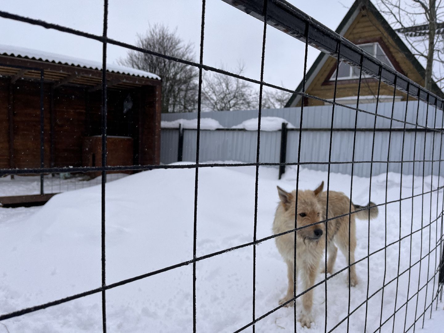 волонтер, щенок, спасение животных,