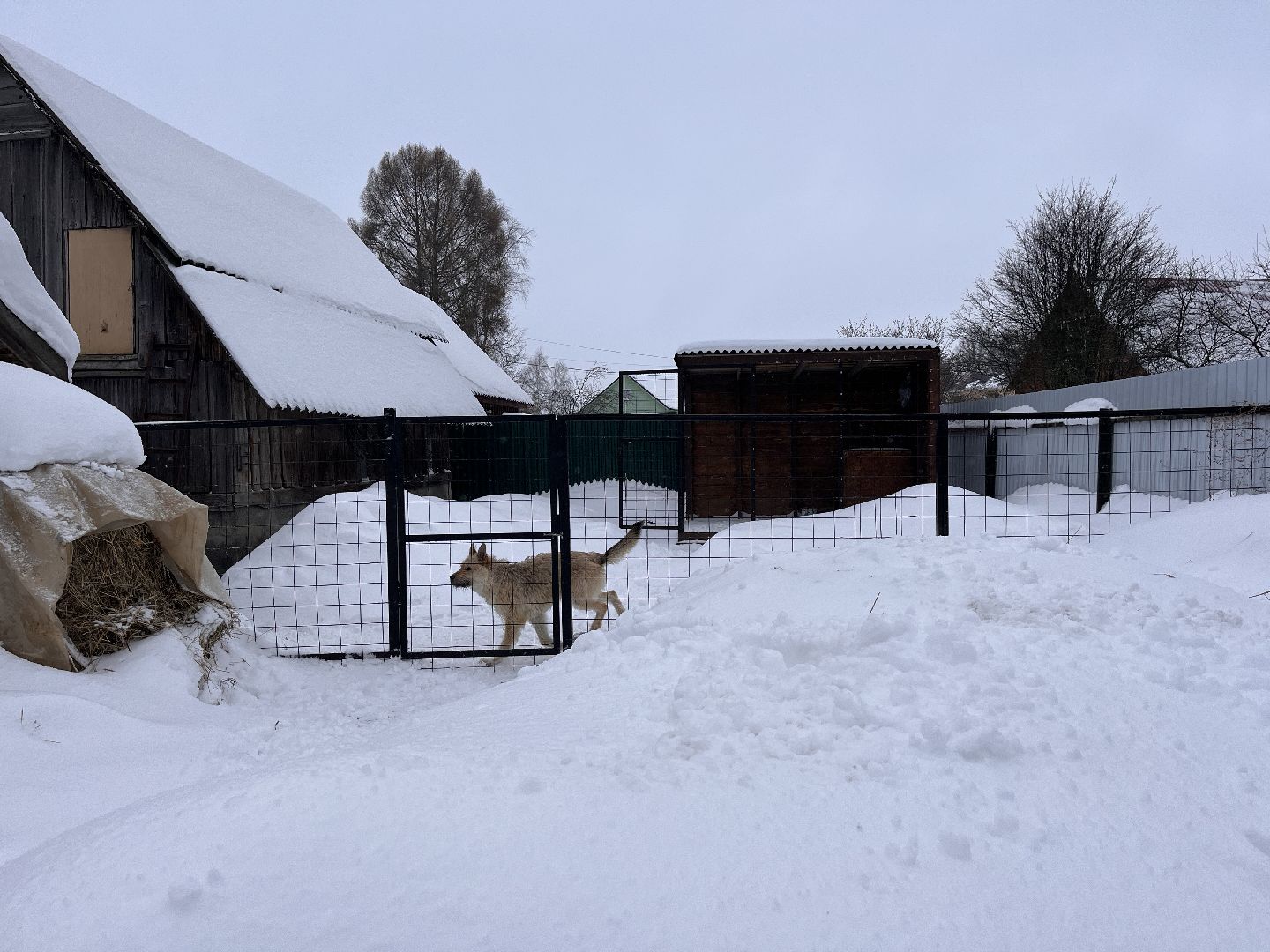волонтер, щенок, спасение животных,