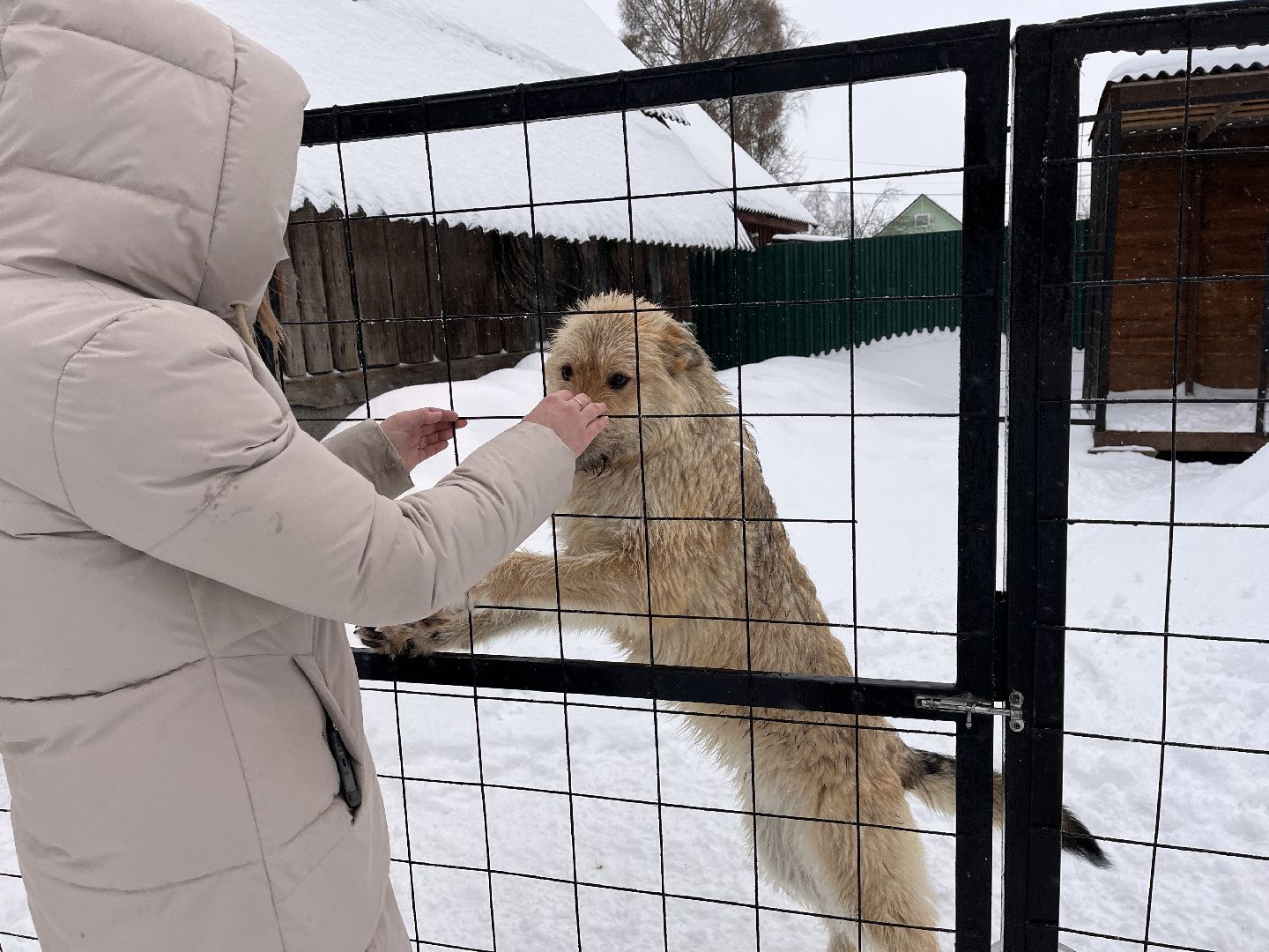 волонтер, щенок, спасение животных,