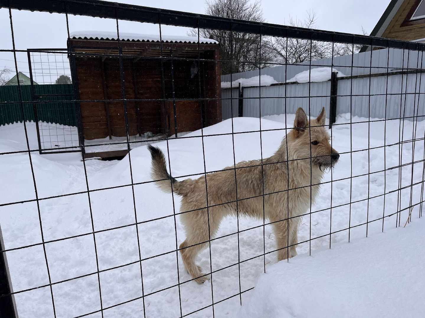 волонтер, щенок, спасение животных,