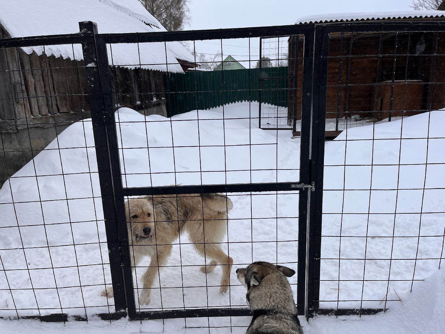 волонтер, щенок, спасение животных,