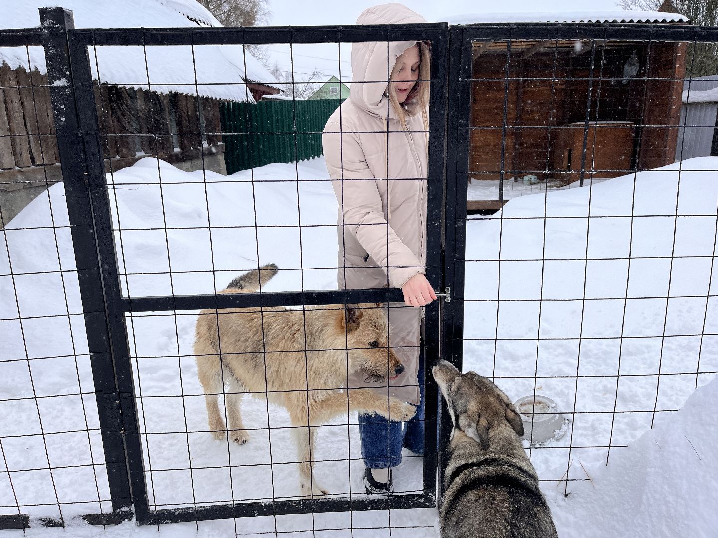 волонтер, щенок, спасение животных,