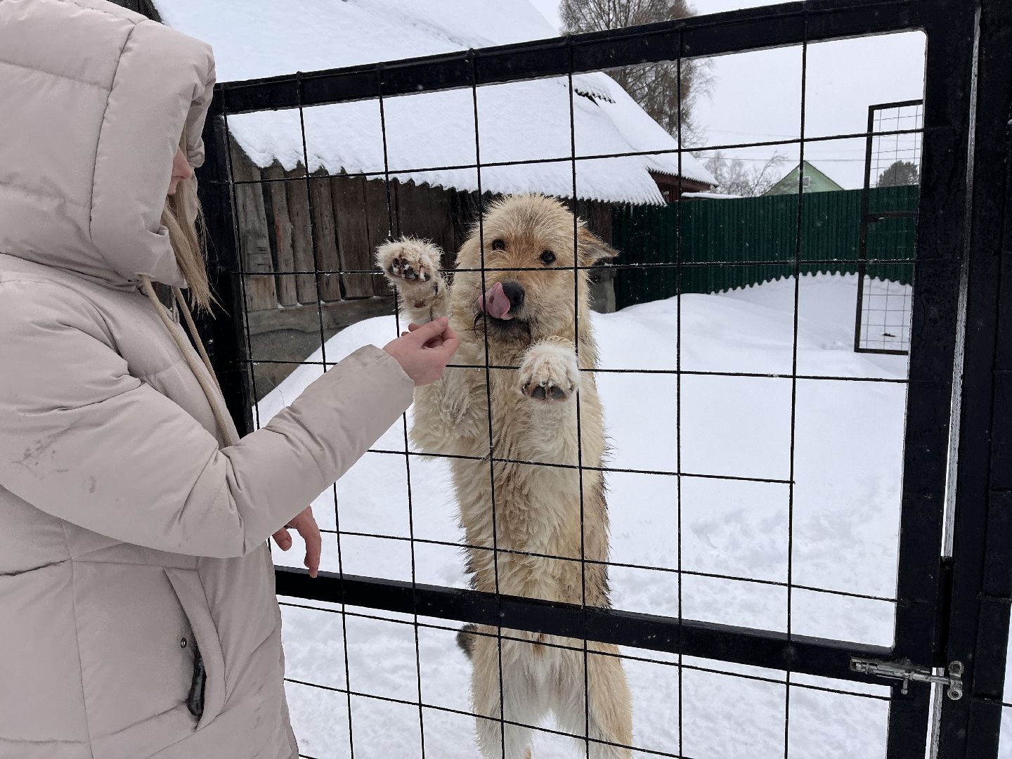 волонтер, щенок, спасение животных,