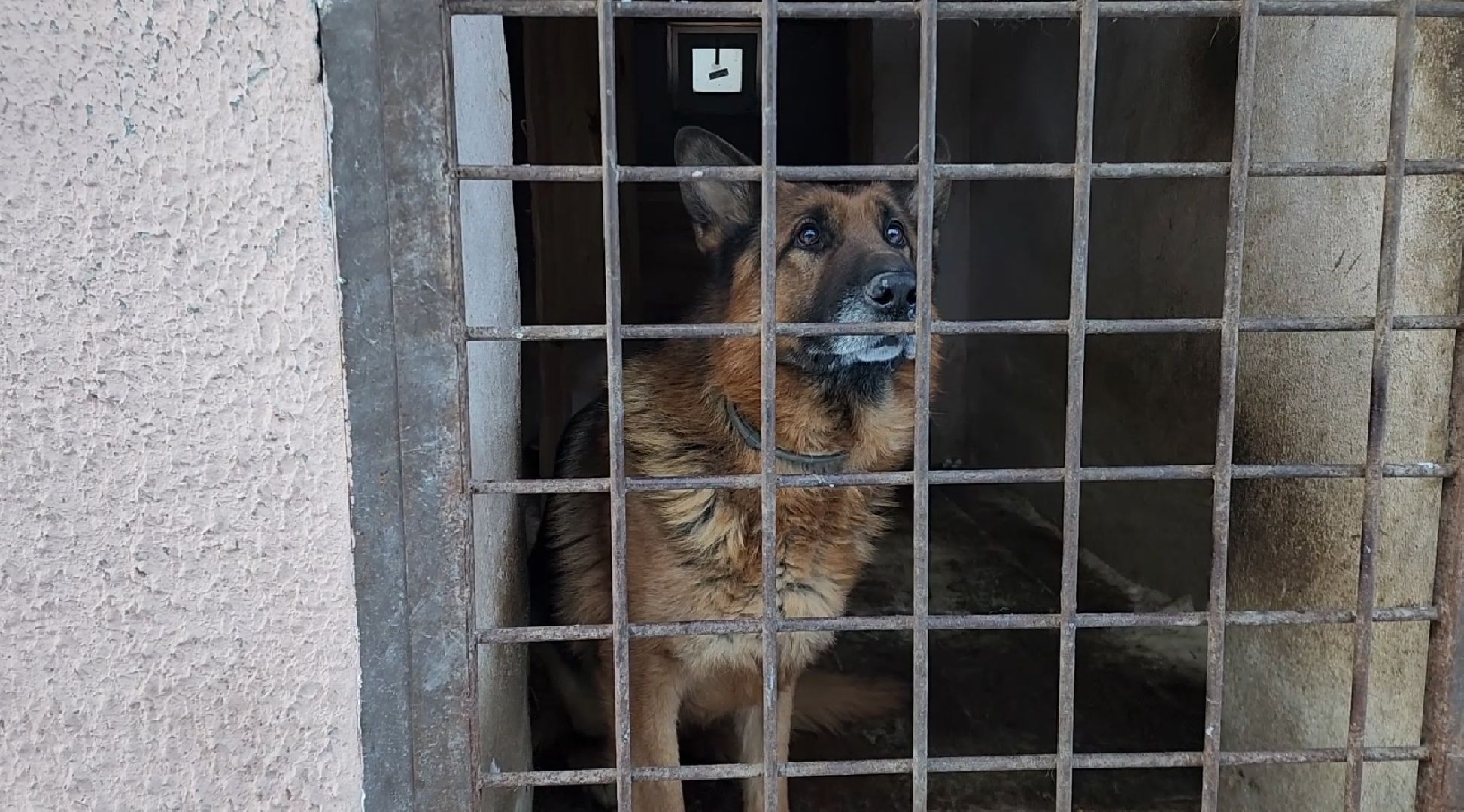 электросталь, мой город, безопасность, умвд россии, полиция, полиция электростали, кинолог, кинологи,