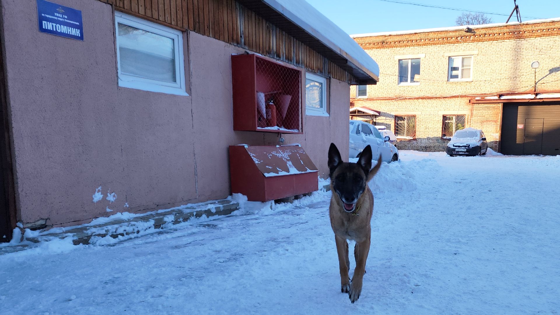 электросталь, мой город, безопасность, умвд россии, полиция, полиция электростали, кинолог, кинологи,