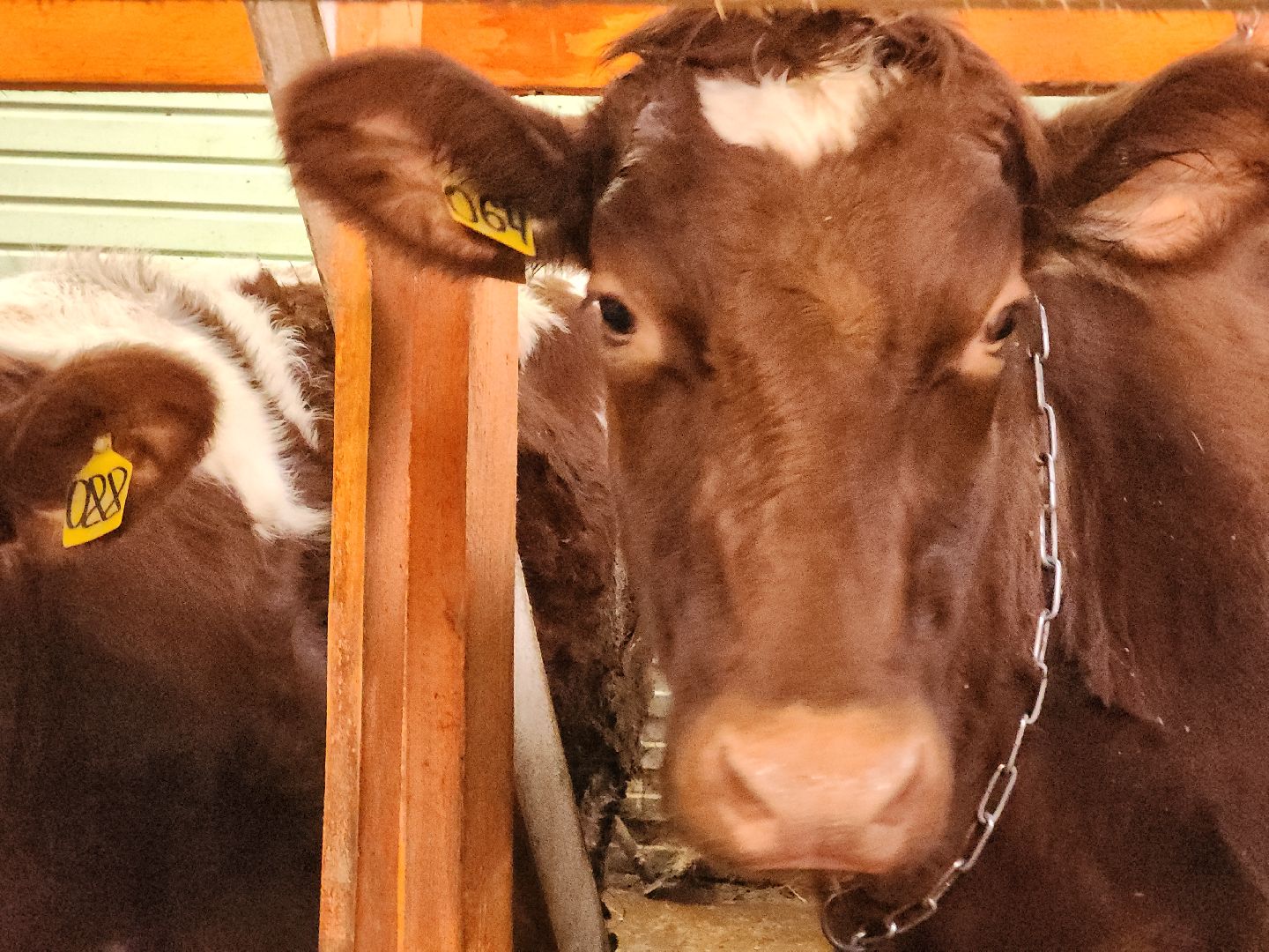 коломна, экономика, предприниматель, агростартап,