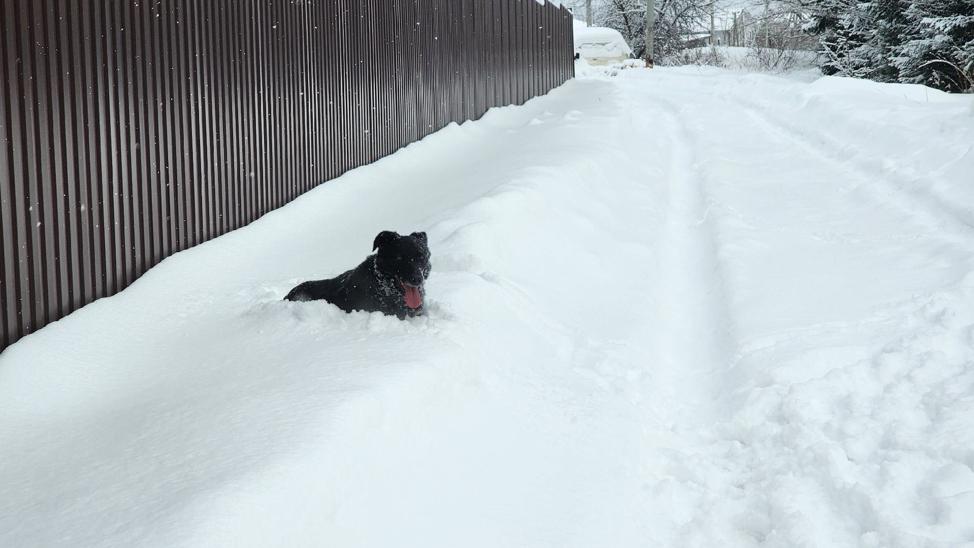 Солнечногорск, волонтеры, благотворительность, животные, Вертлино,