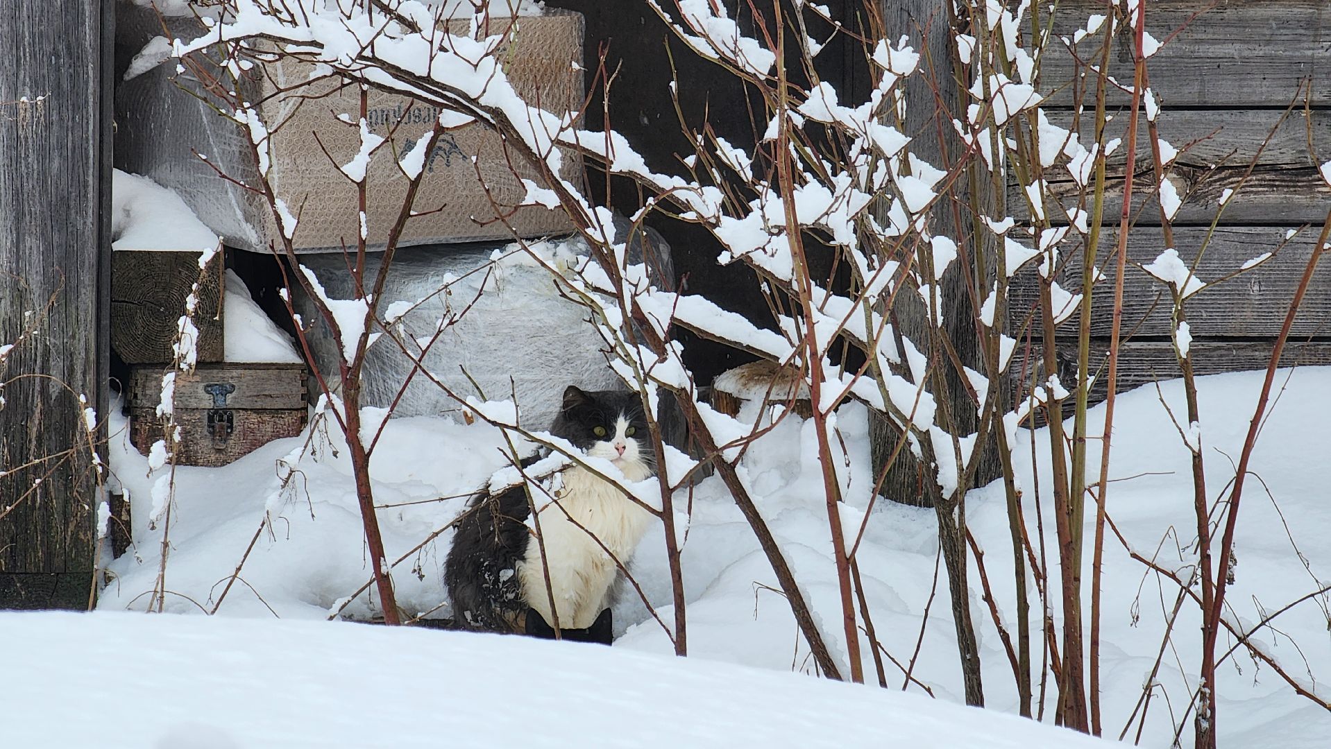Солнечногорск, волонтеры, благотворительность, животные, Вертлино,