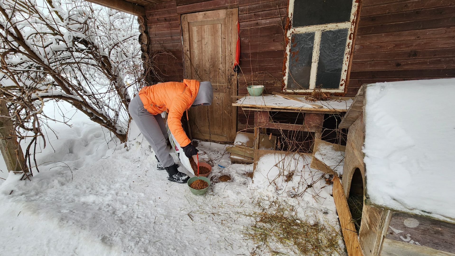 Солнечногорск, волонтеры, благотворительность, животные, Вертлино,