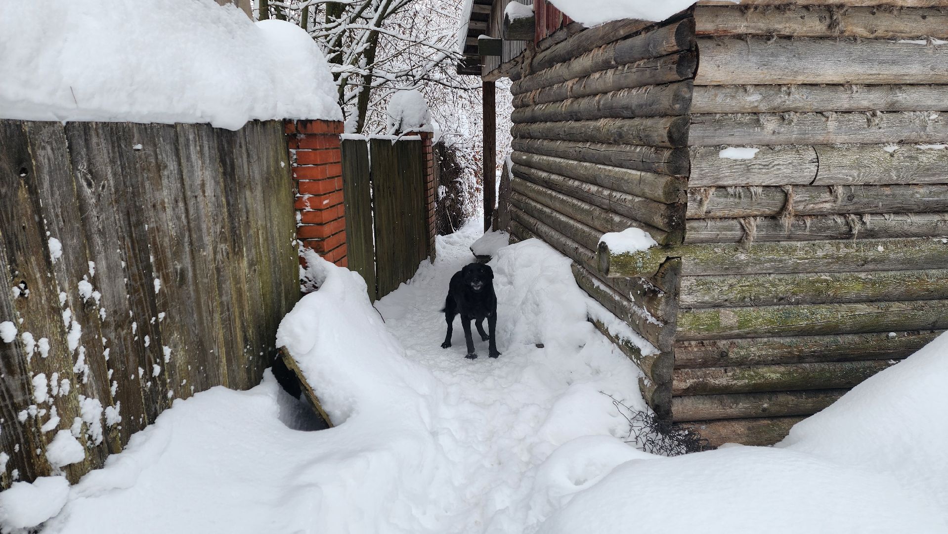 Солнечногорск, волонтеры, благотворительность, животные, Вертлино,