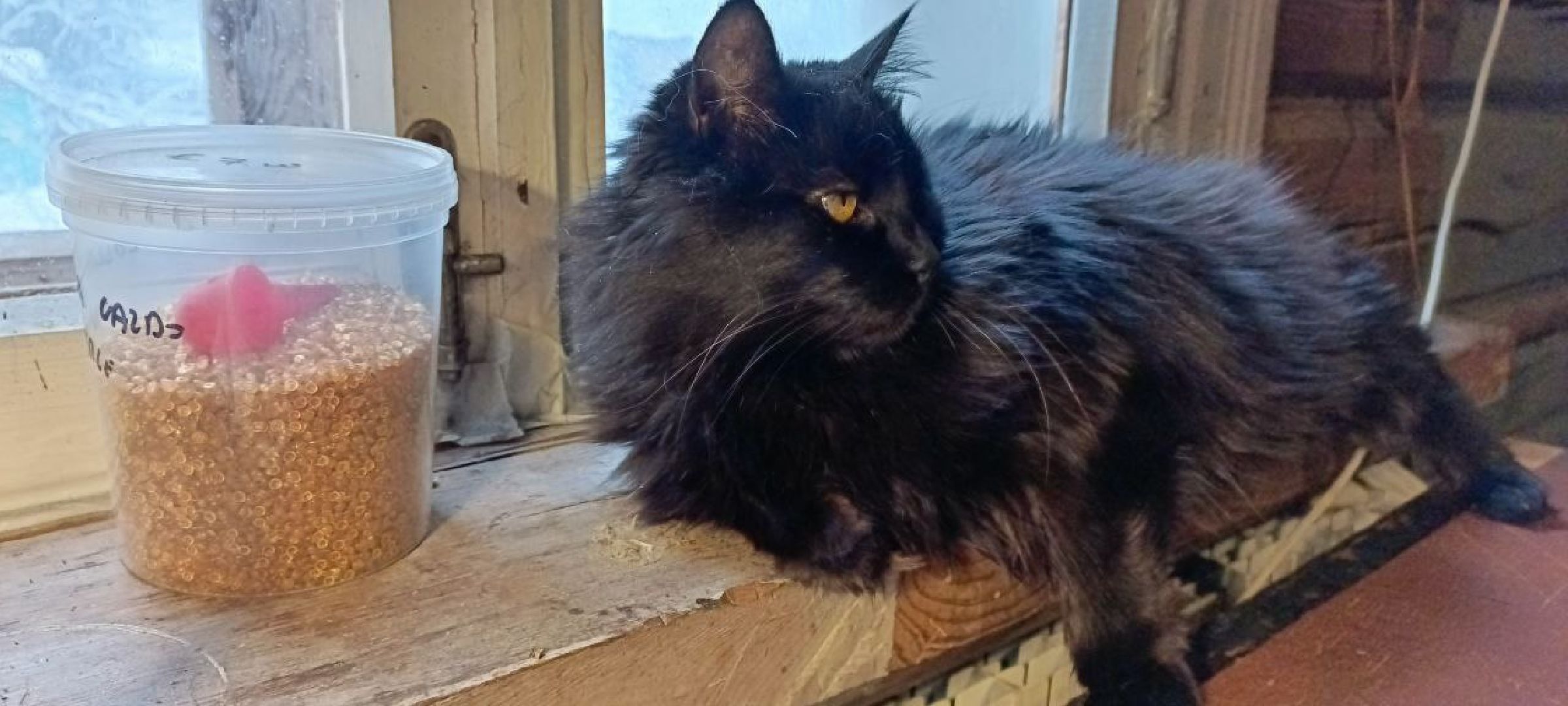 Дмитров, Деденево, Скрипичный мастер Андрей Зубенко,