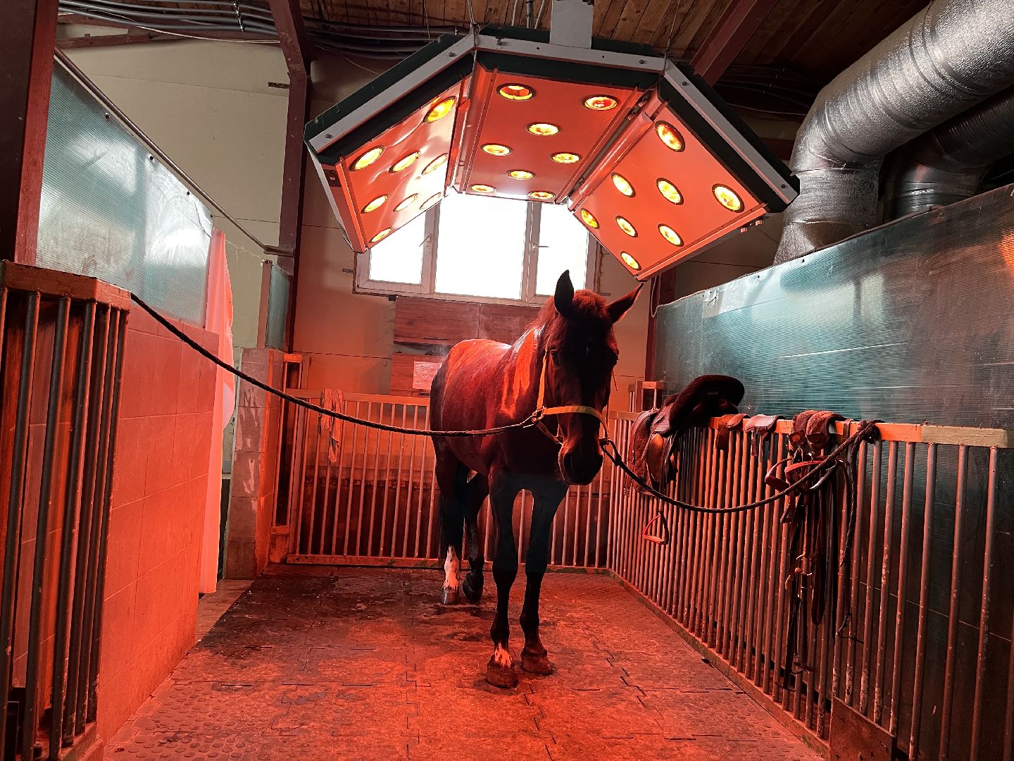 Шаховская, Центр репродукции, лошади, кони, хозяйство,