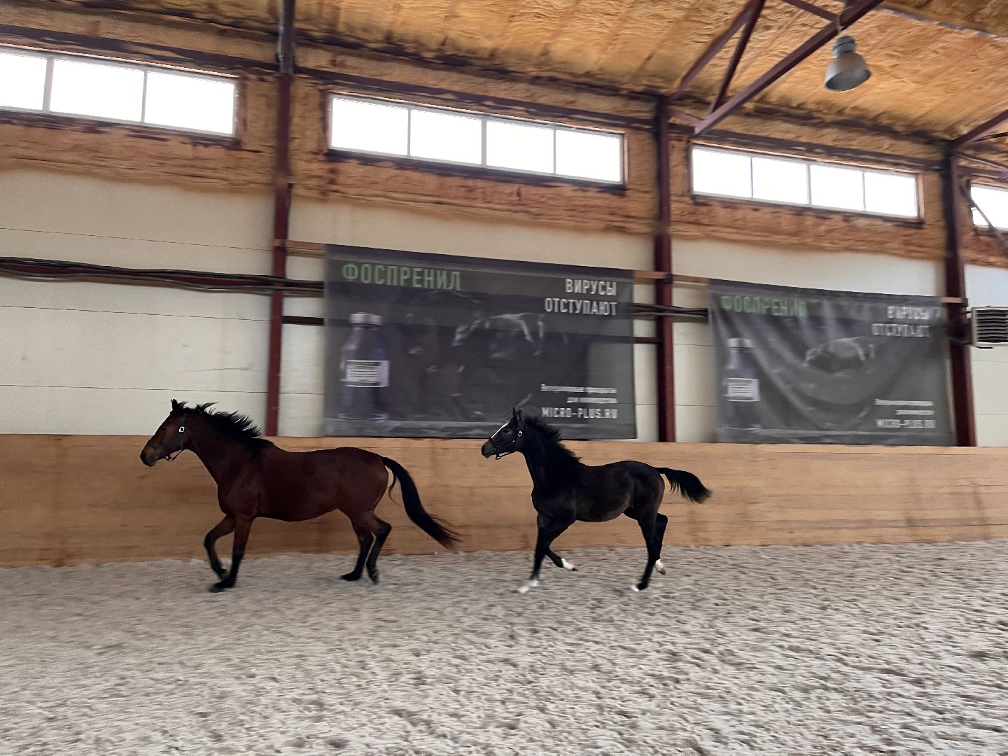 Шаховская, Центр репродукции, лошади, кони, хозяйство,