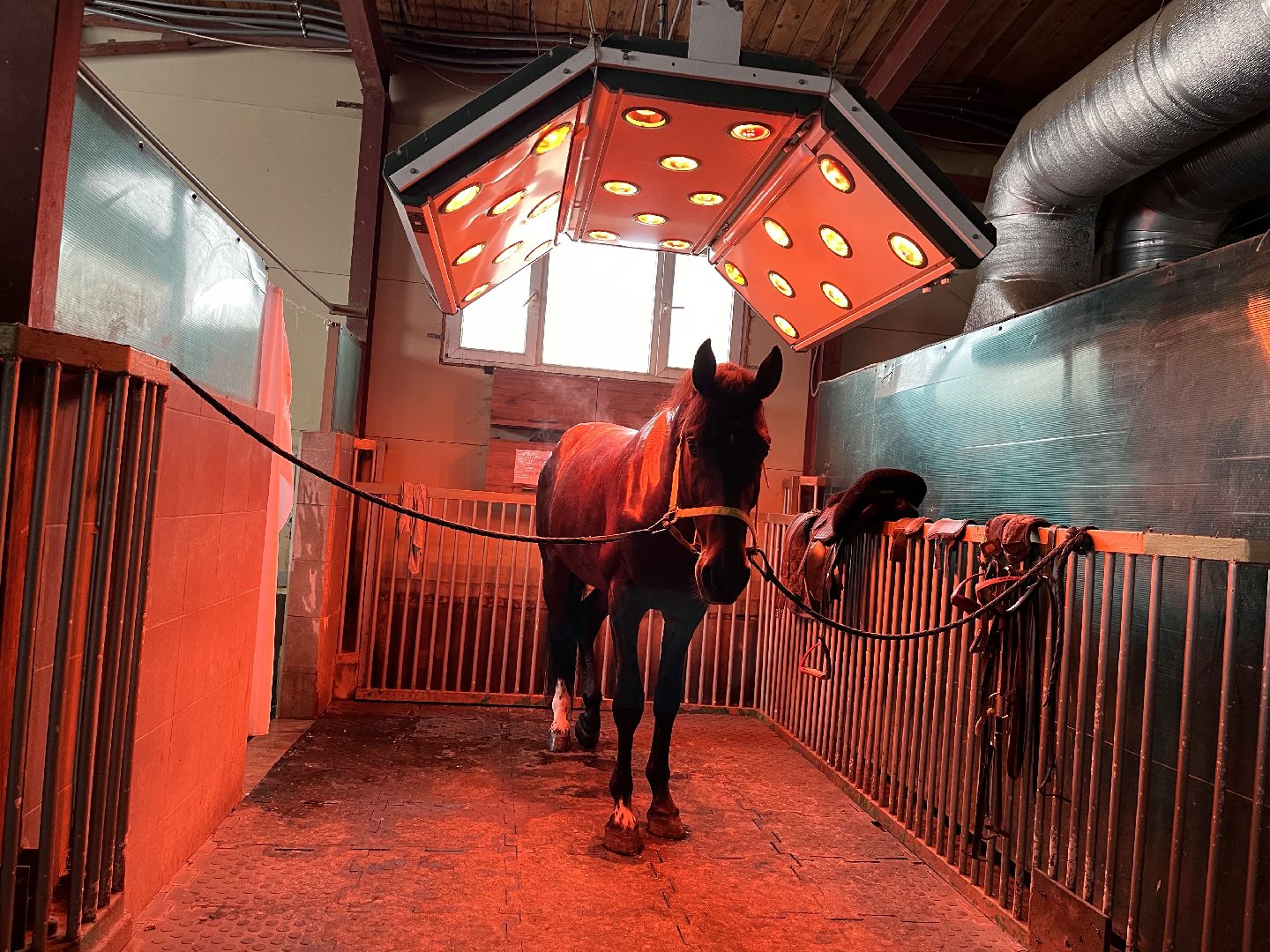 Шаховская, Центр репродукции, лошади, кони, хозяйство,