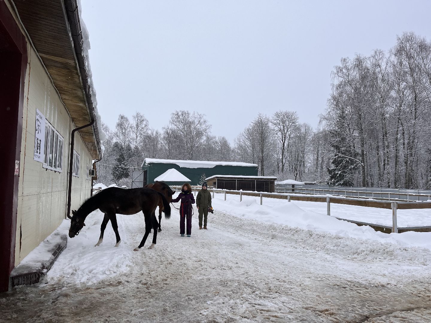 Шаховская, Центр репродукции, лошади, кони, хозяйство,