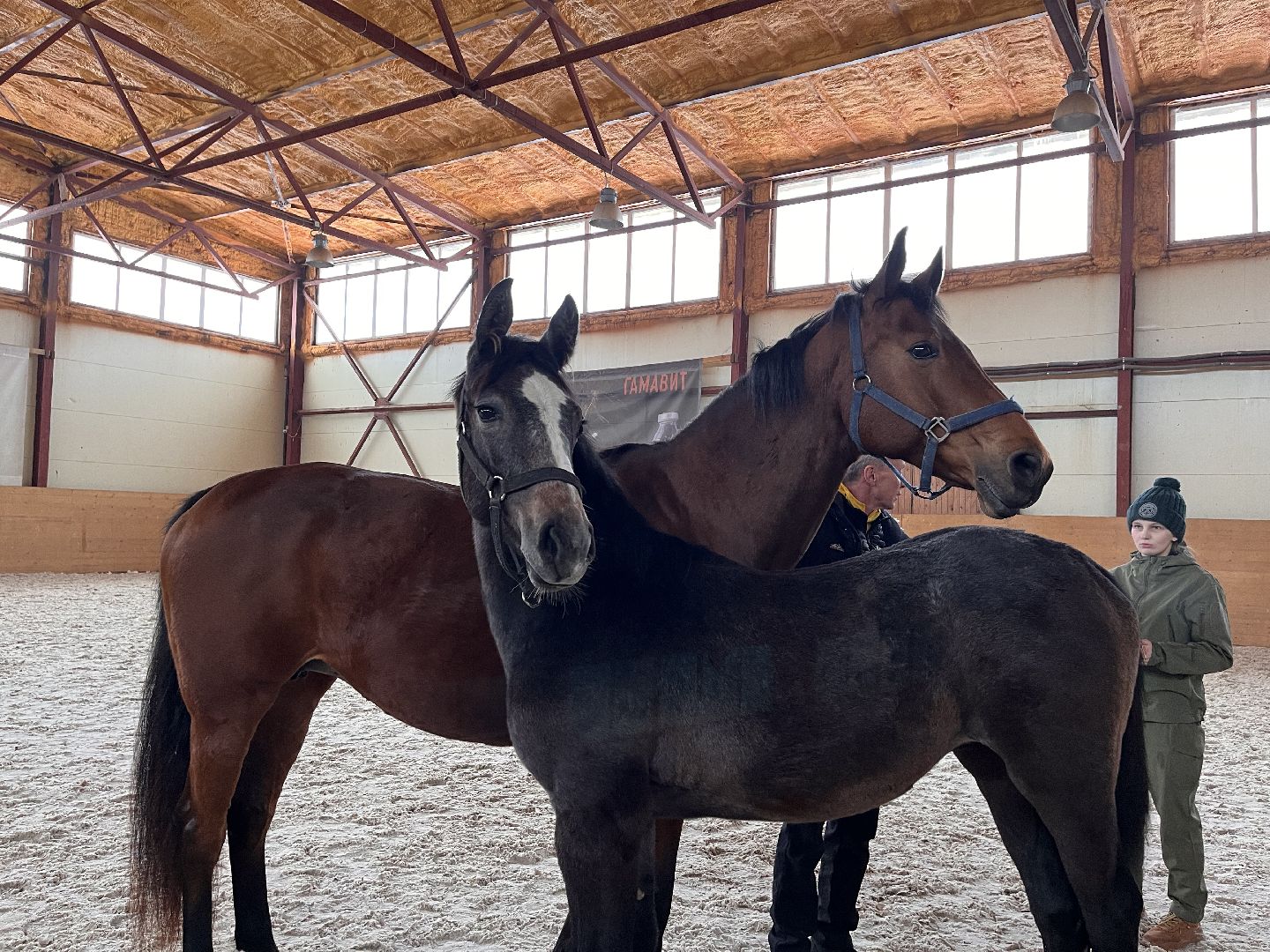 Шаховская, Центр репродукции, лошади, кони, хозяйство,