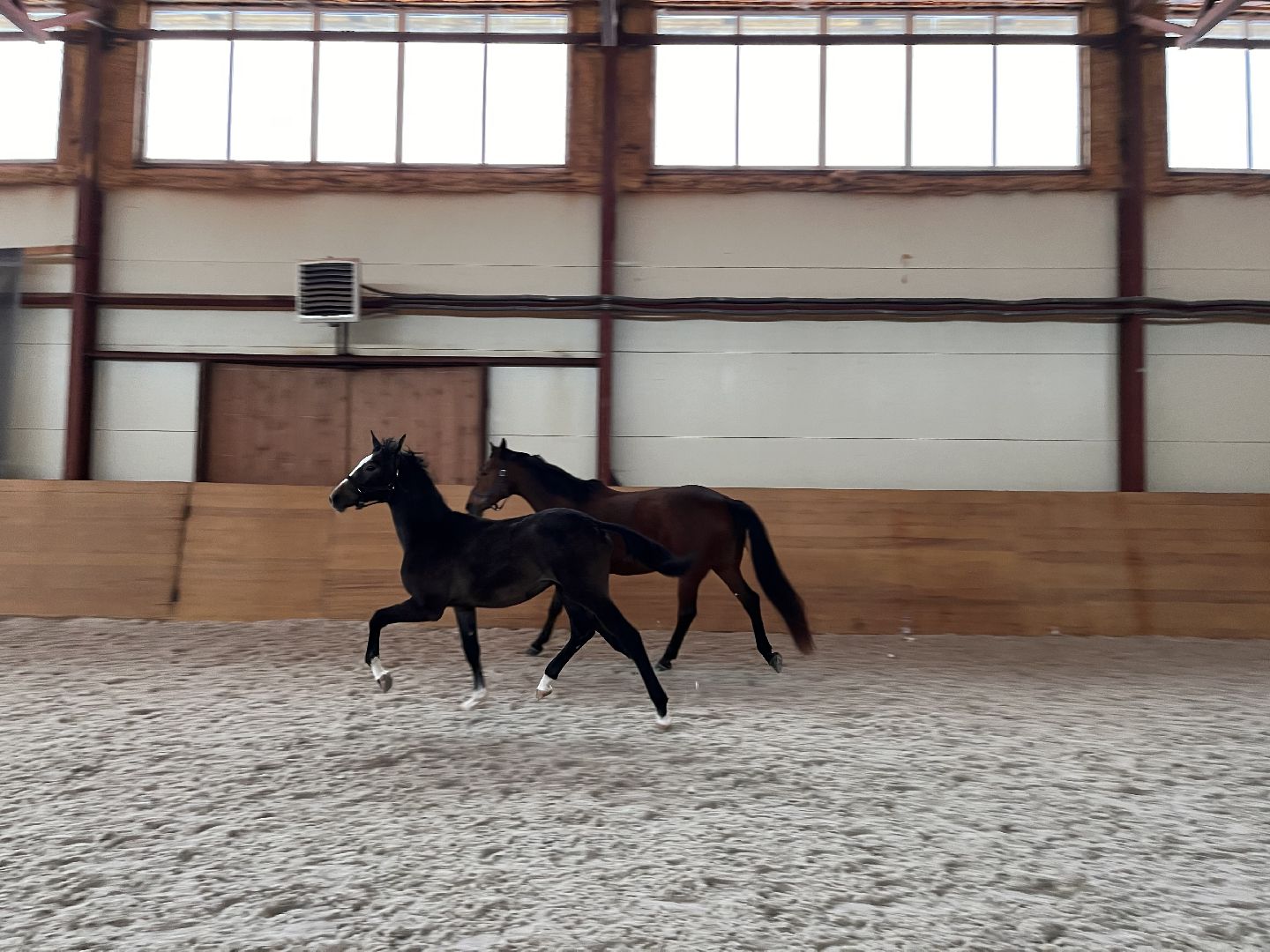 Шаховская, Центр репродукции, лошади, кони, хозяйство,