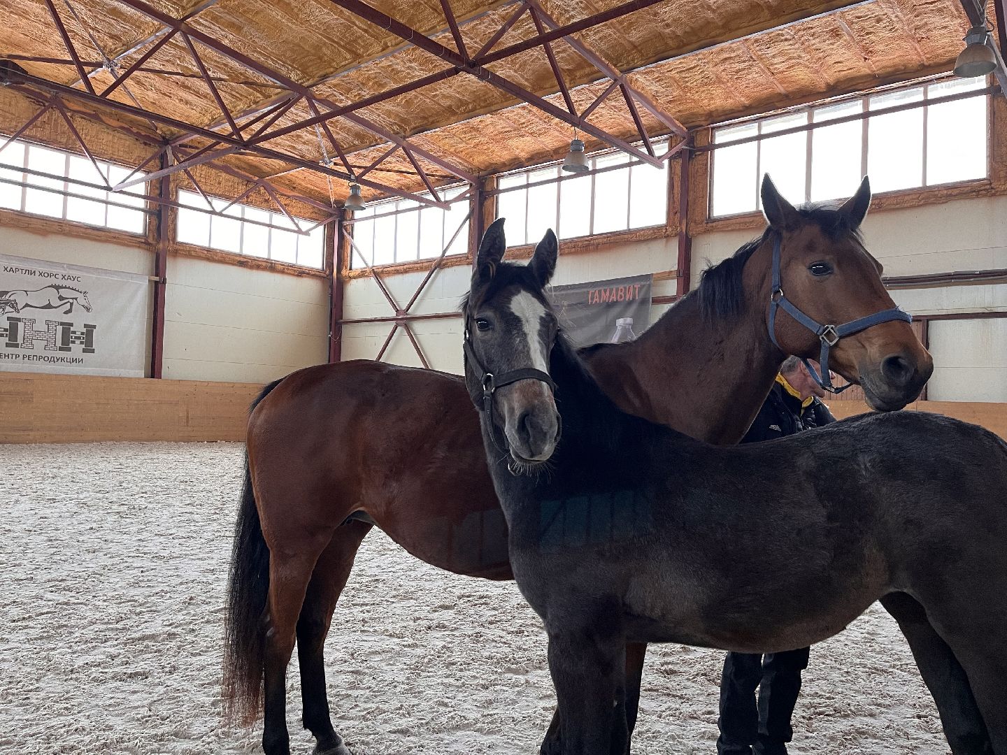 Шаховская, Центр репродукции, лошади, кони, хозяйство,