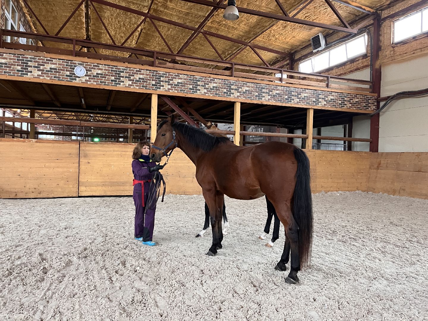 Шаховская, Центр репродукции, лошади, кони, хозяйство,