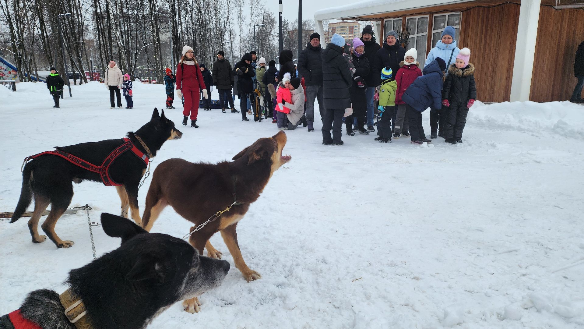 Подмосковье, Городской округ Пушкинский, Ивантеевка, парки подмосковья, Фестиваль саней, выходные в парке, выходные в подмосковье, Зима в подмосковье,
