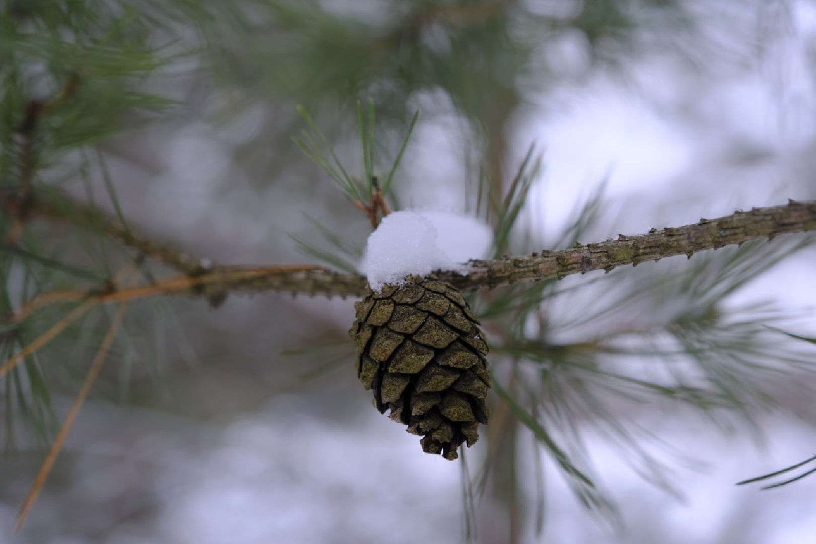 пущино, наука, медицина, опыты, здоровье,