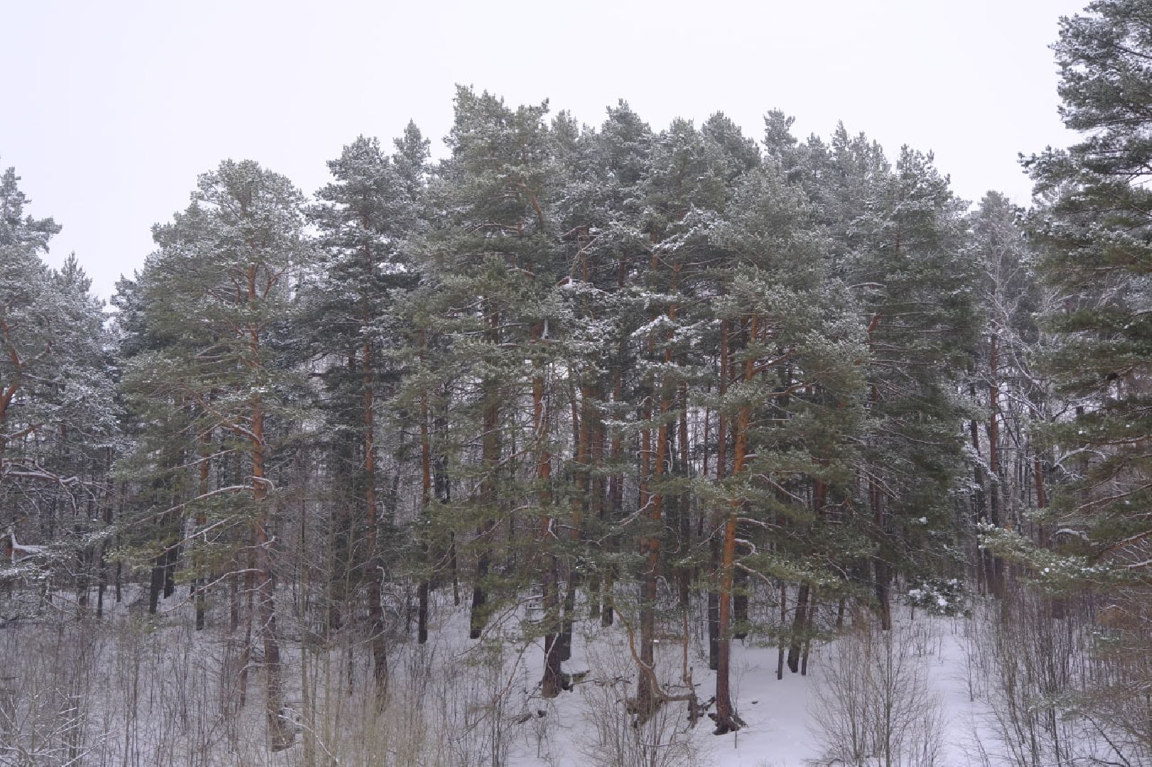 пущино, наука, медицина, опыты, здоровье,